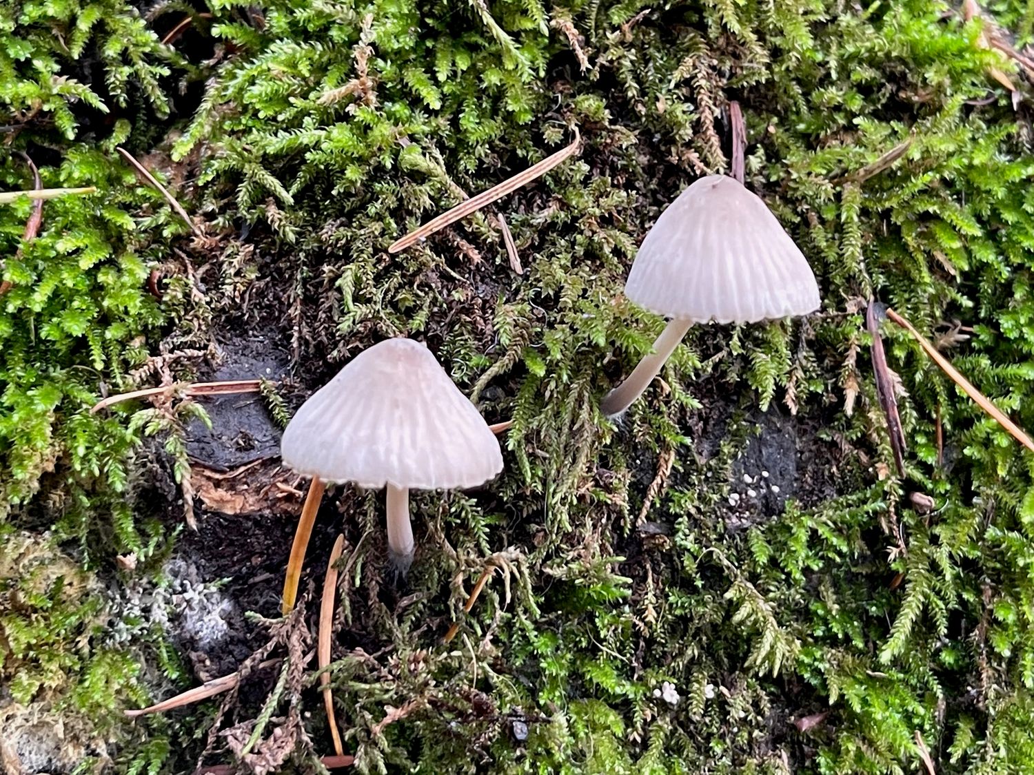 Two mushrooms