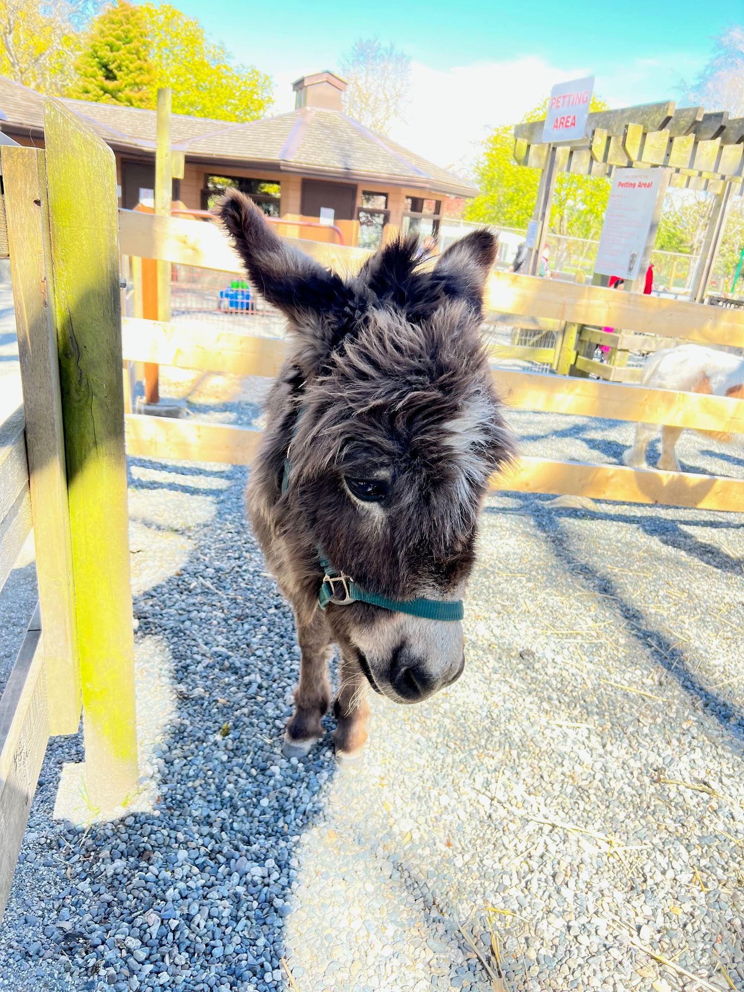 Shy donkey