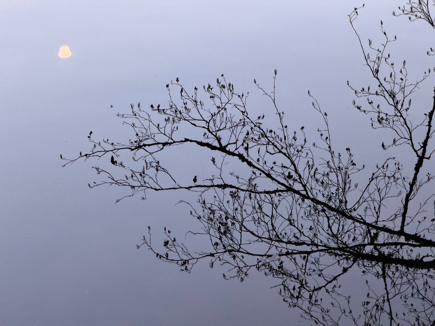Moon and tree reflection