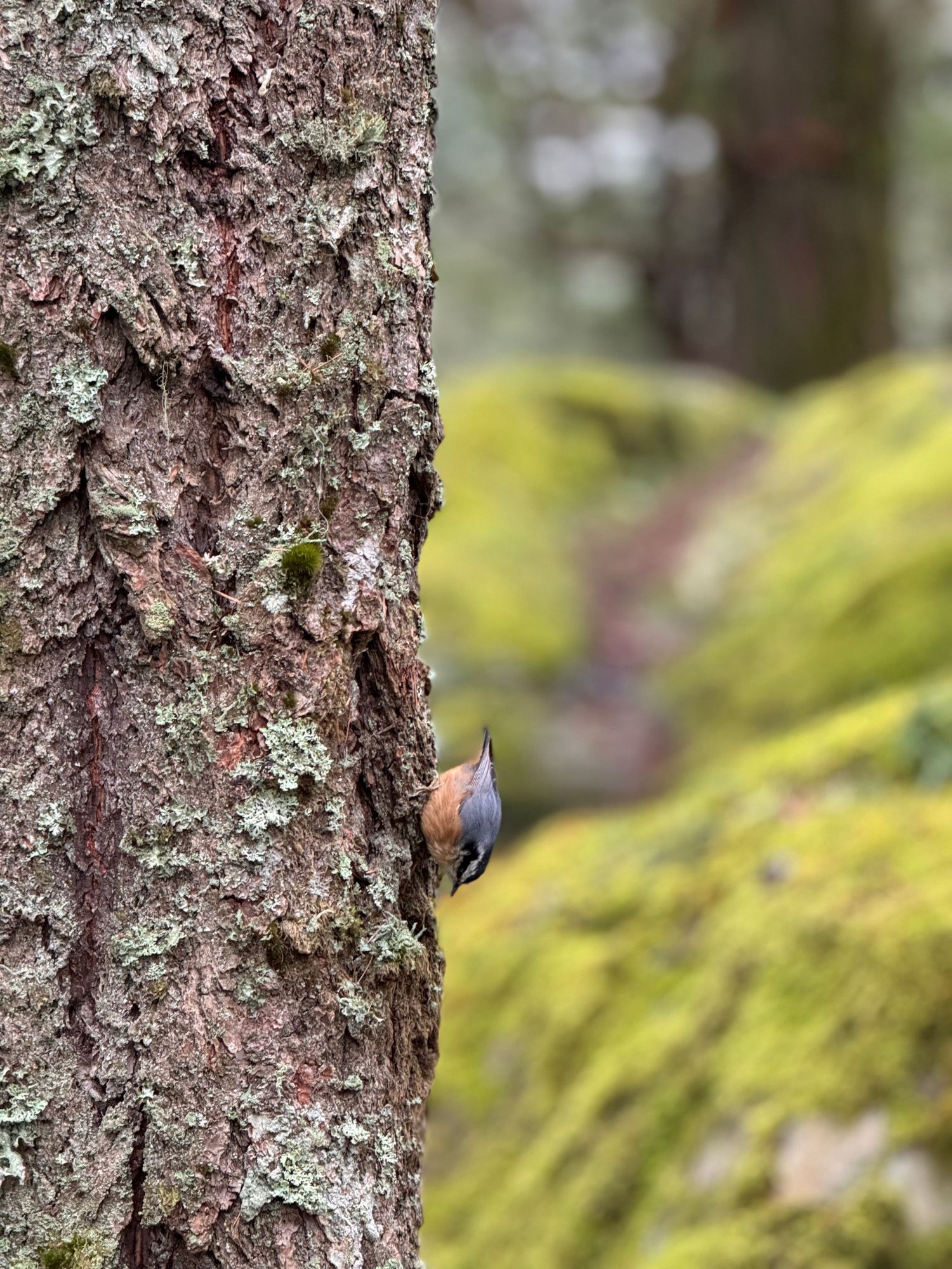 Small bird