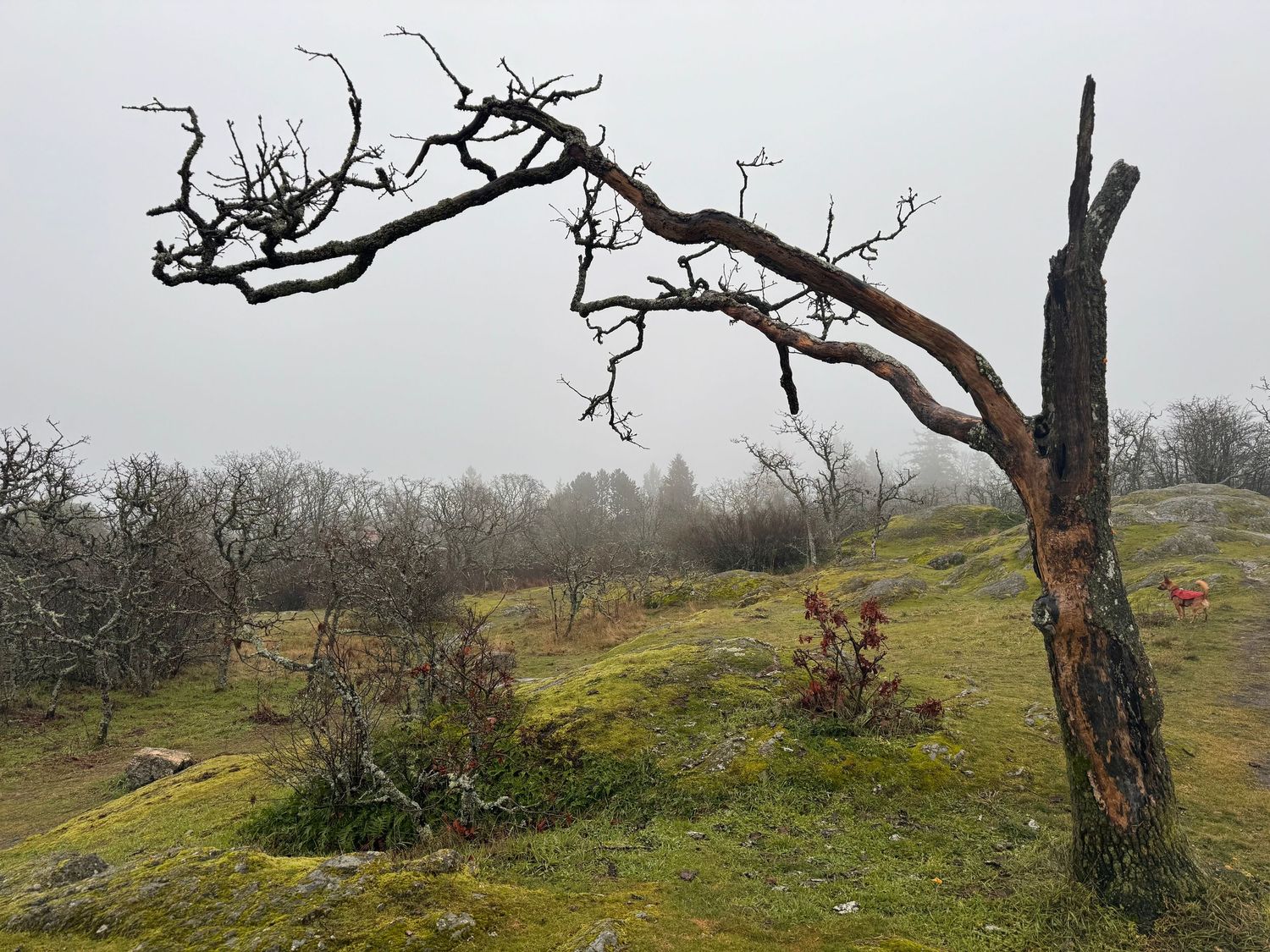 Tree with dog