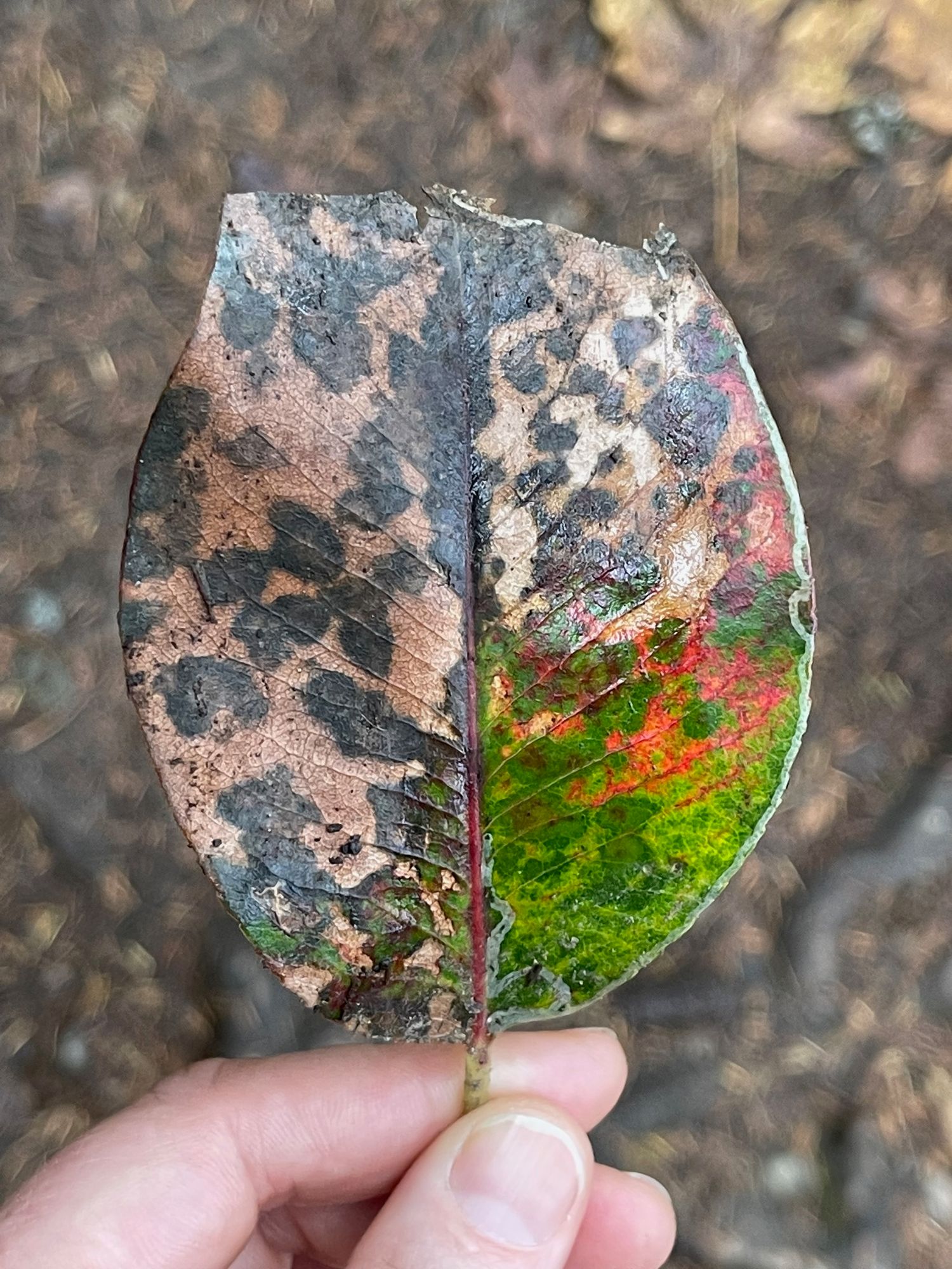 Leaf of many colours