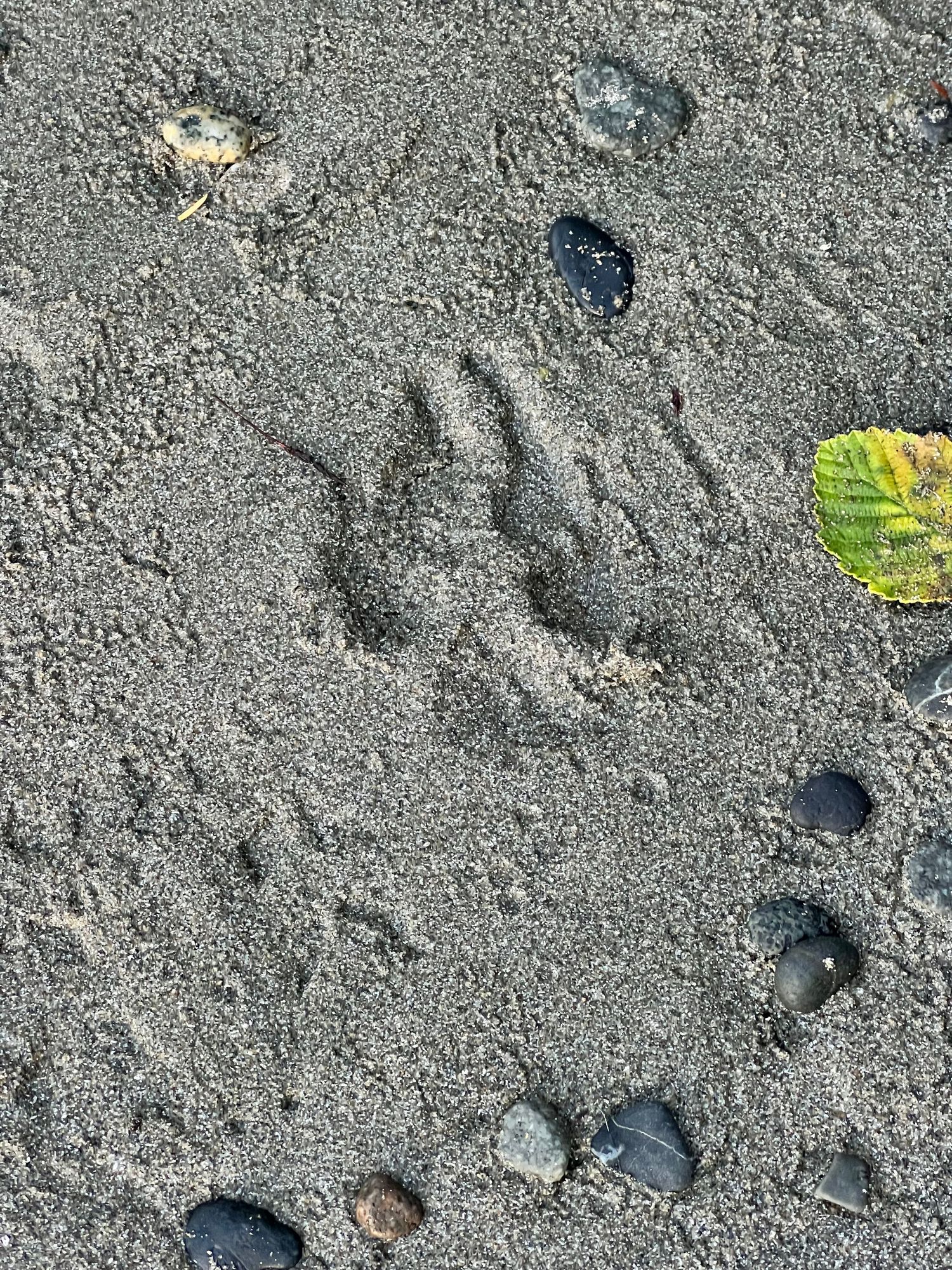 Wolf print