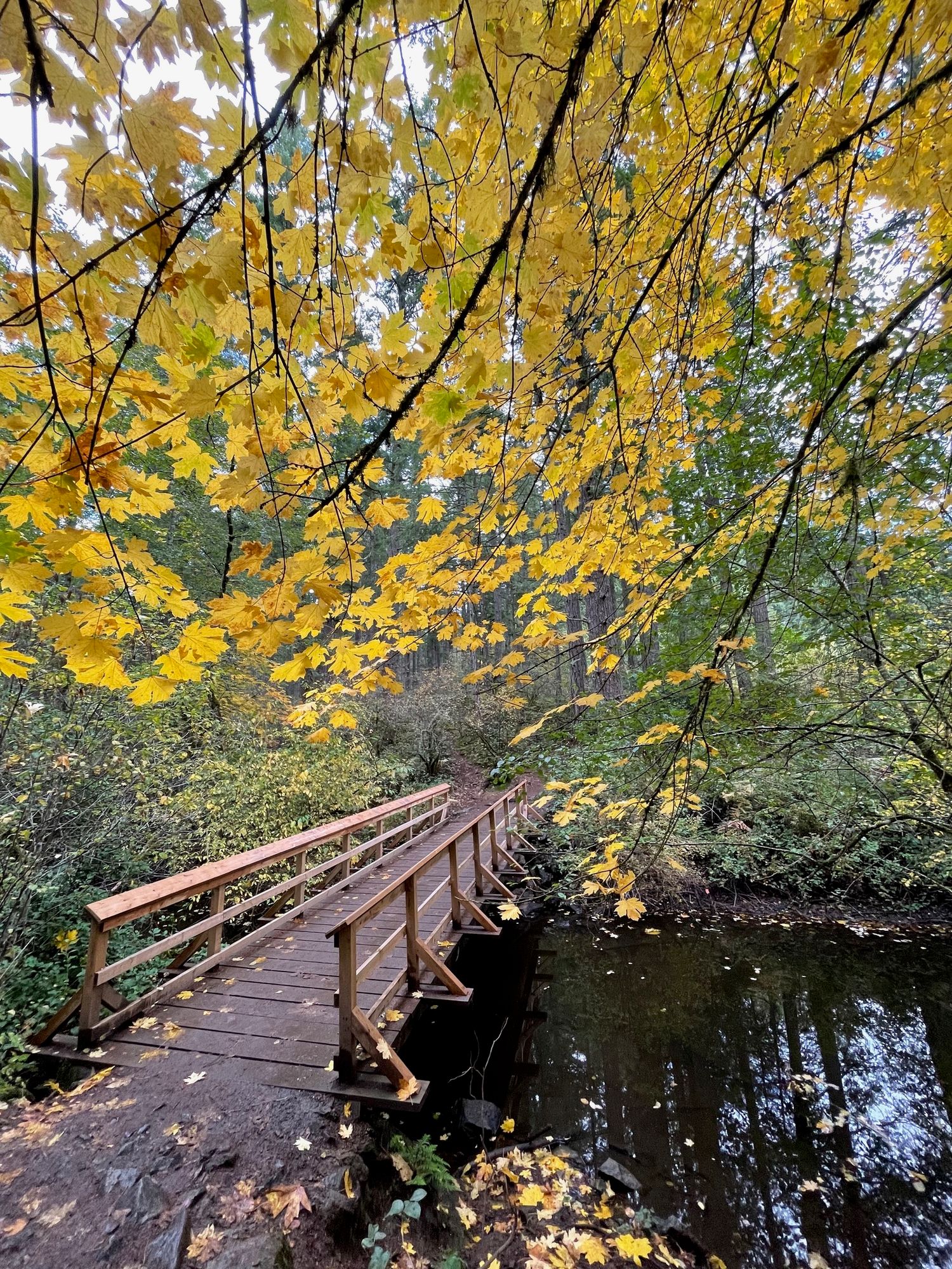 Bridge in fall