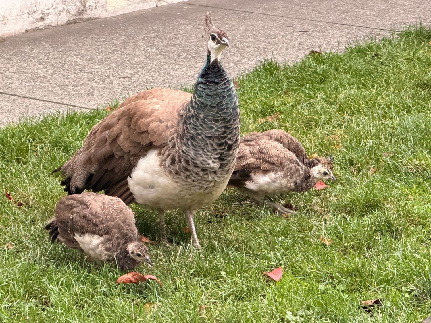 Peahen and peachciks