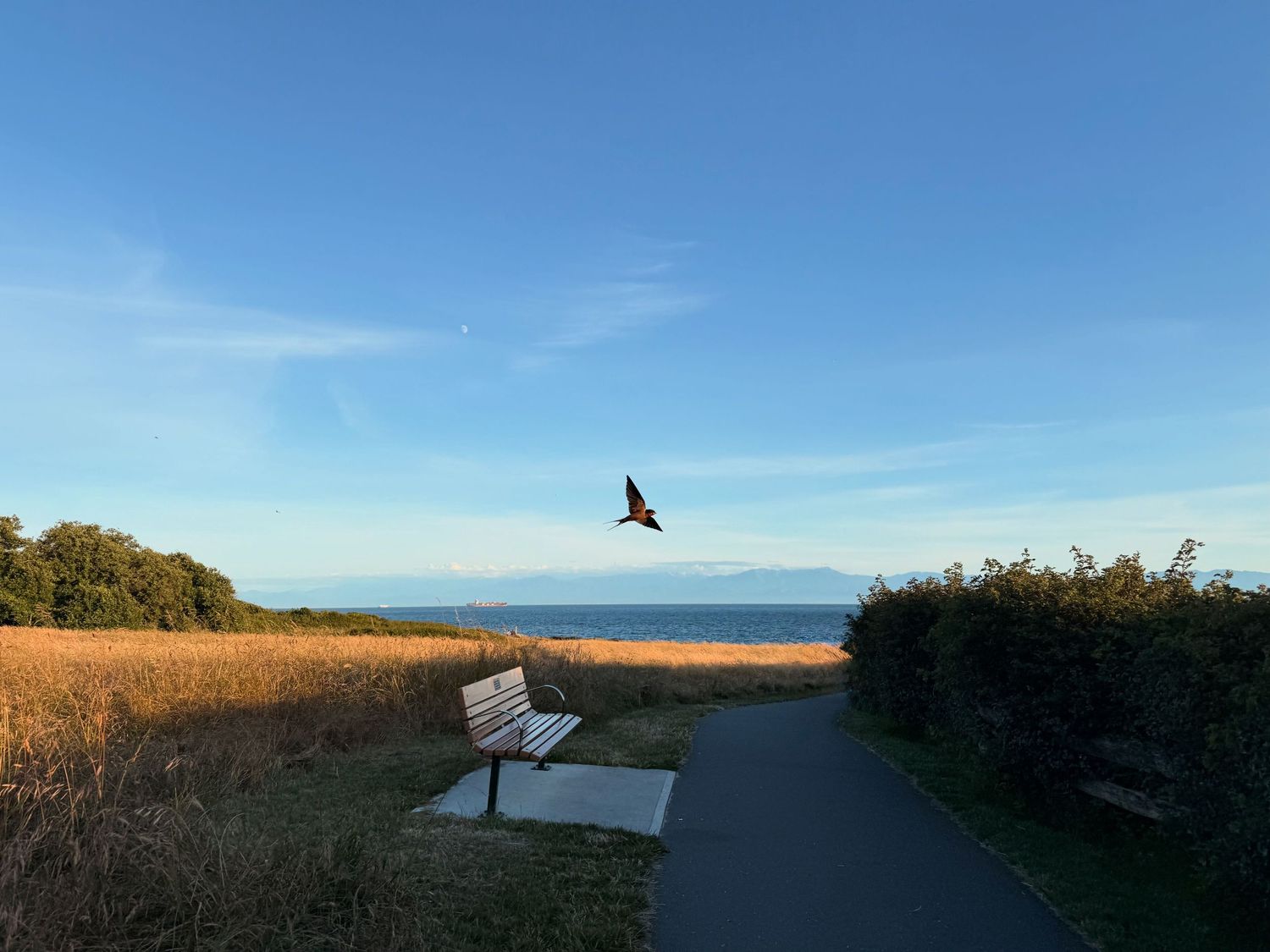 Swallow with bench
