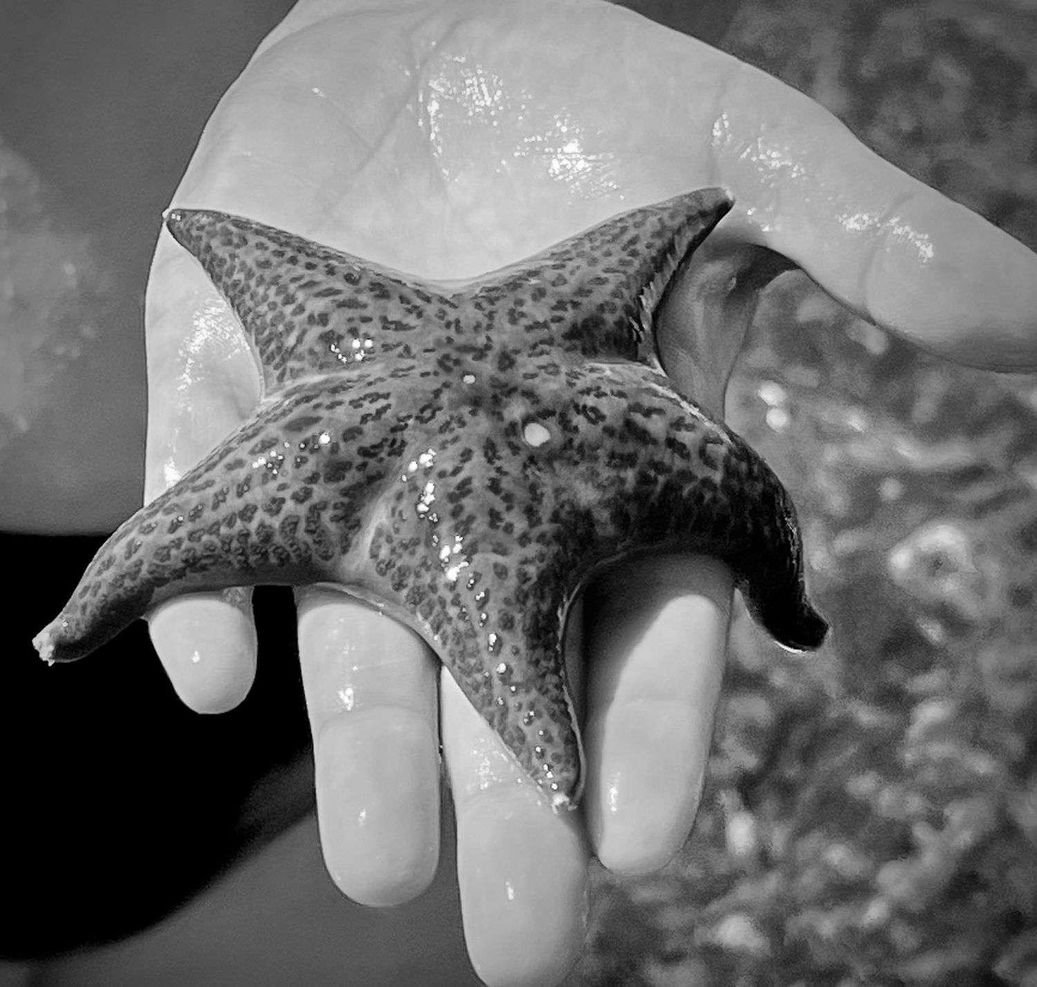 Sea star