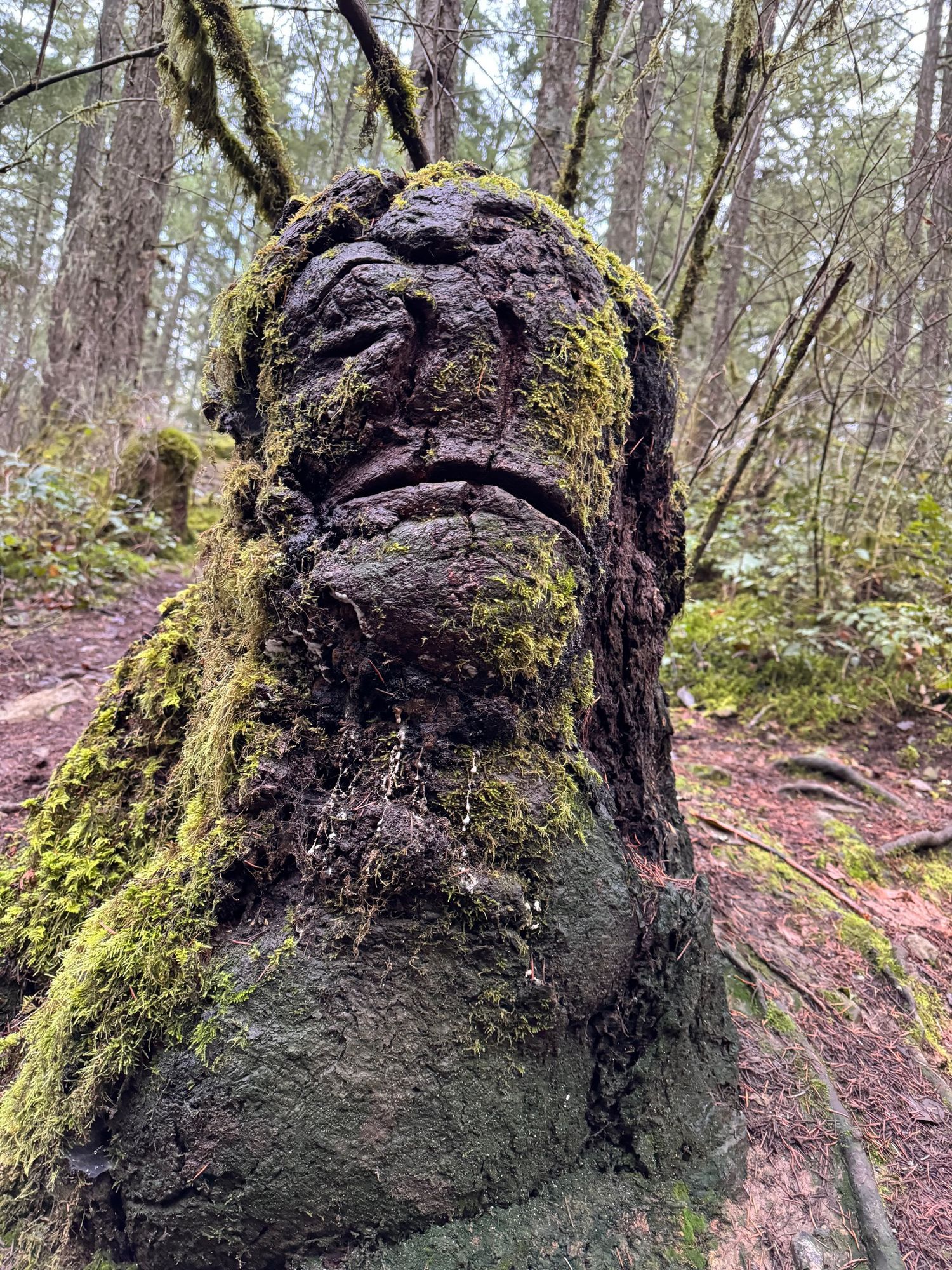 Face stump