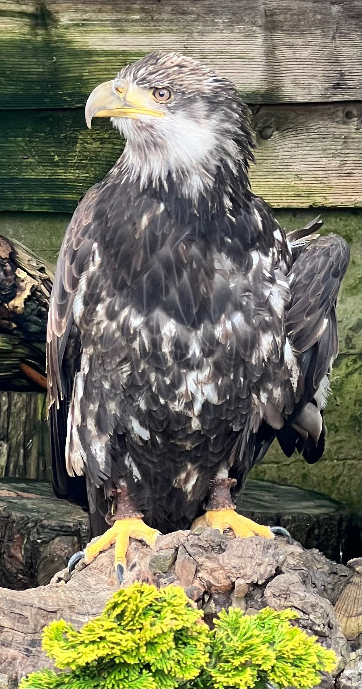 Egael with a broken wing