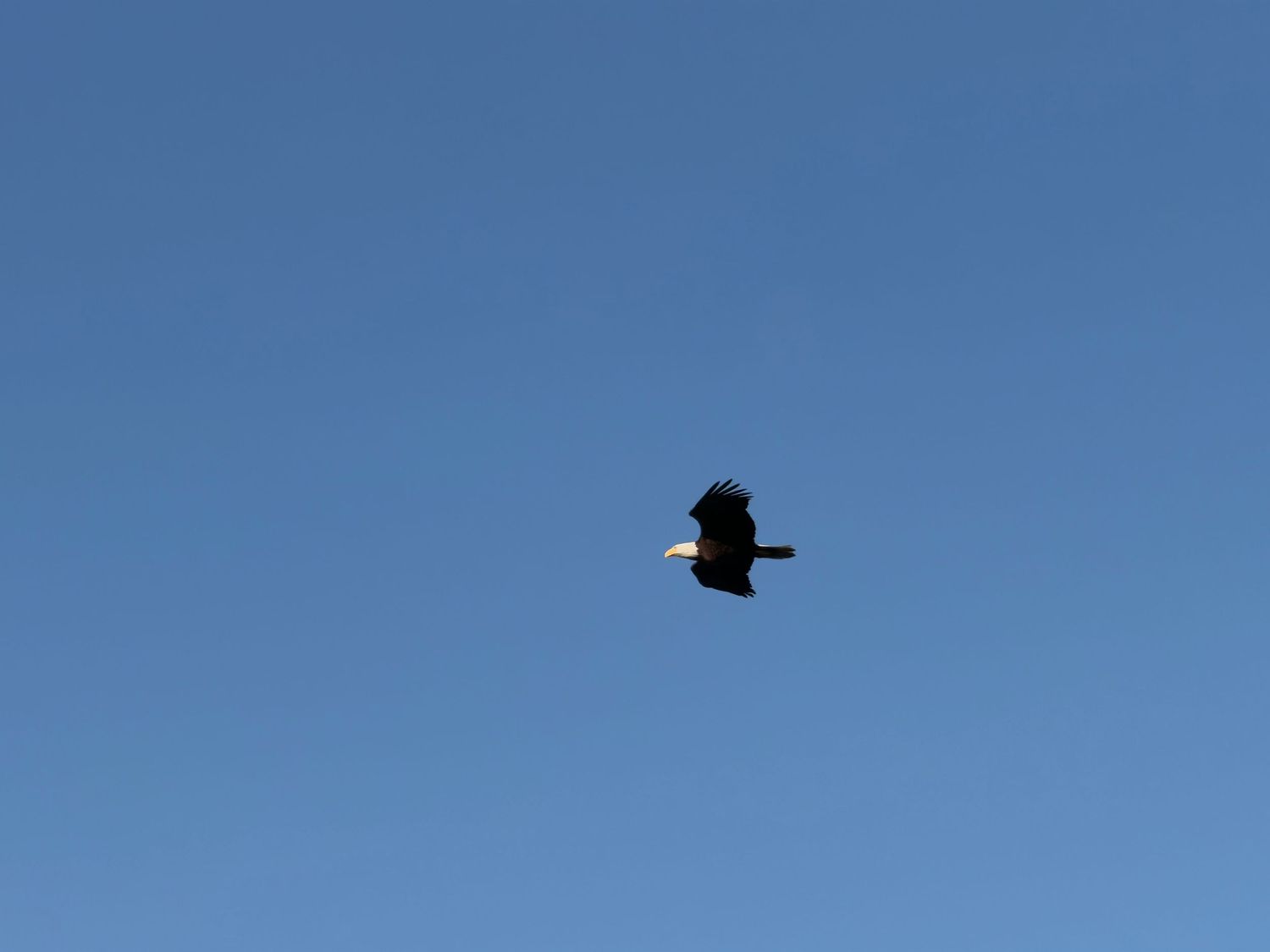 Bald bird
