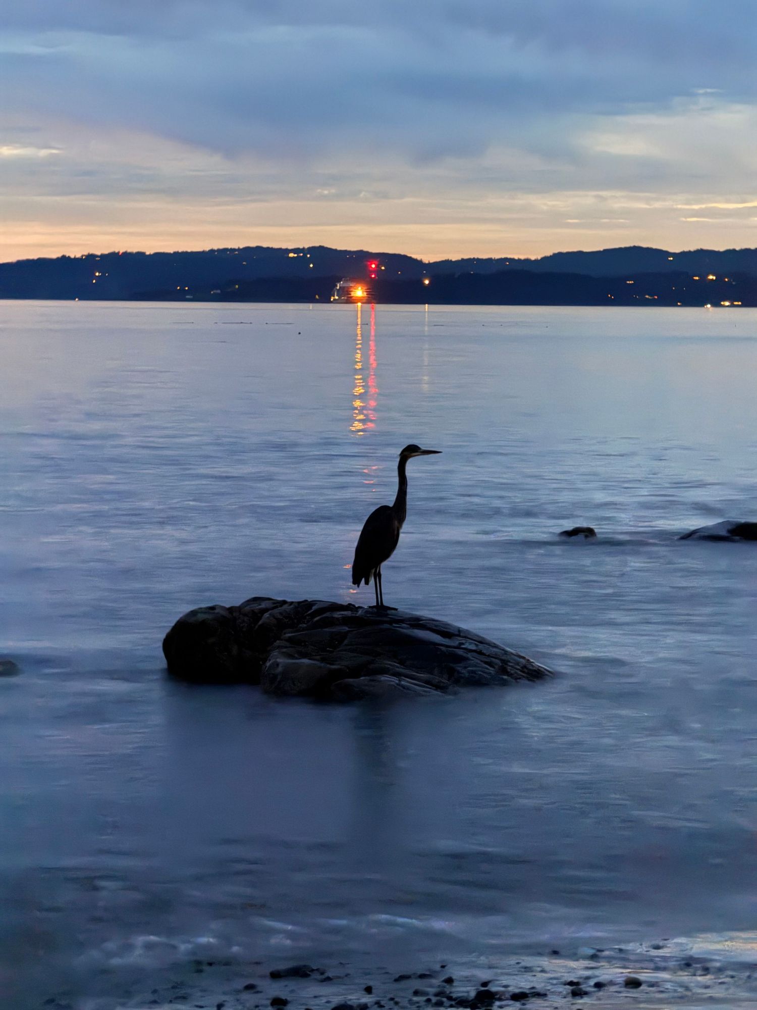 Herron on rock