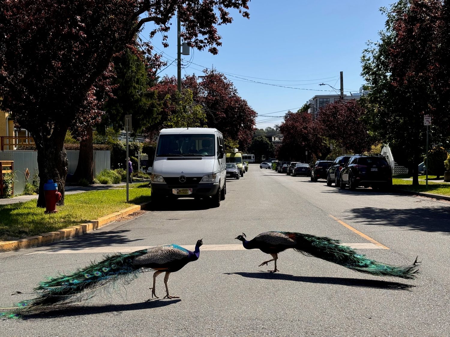 Peacock Crossing