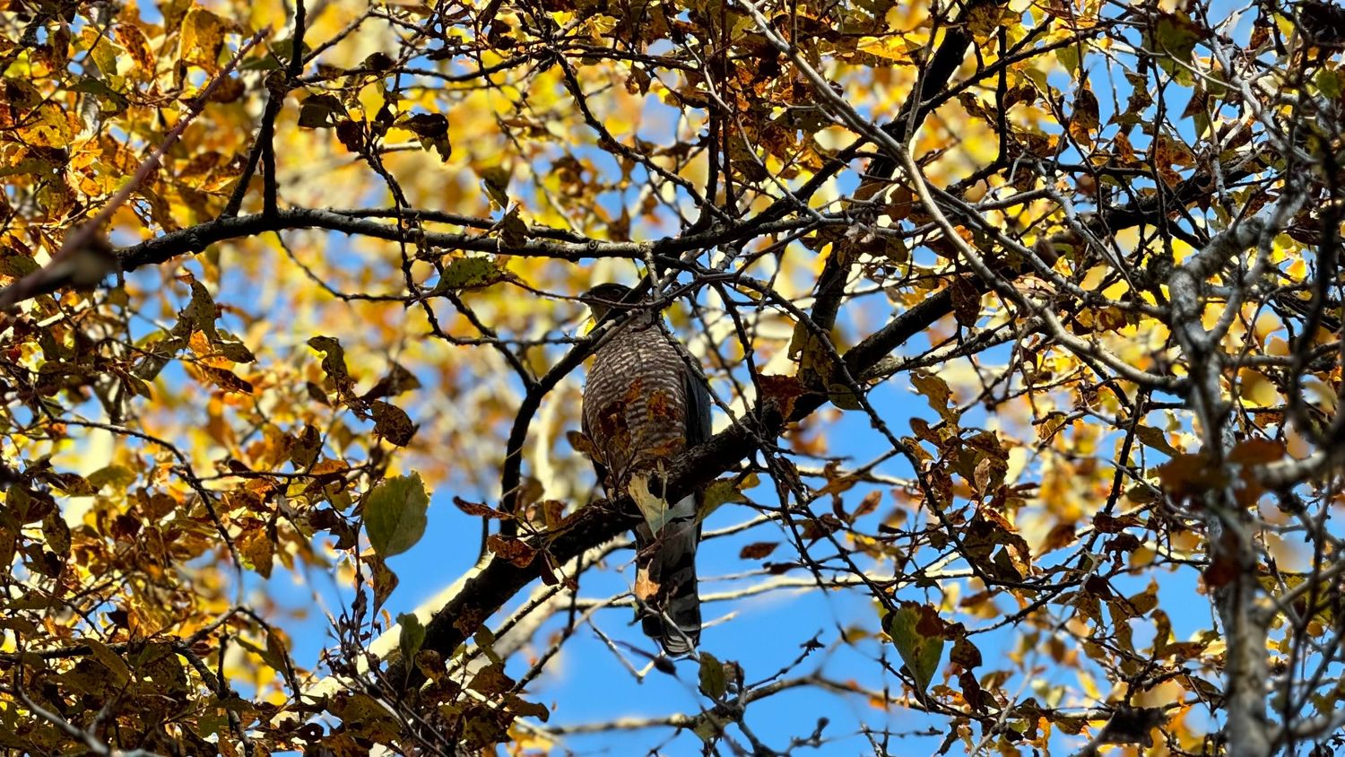 Hawk in repose