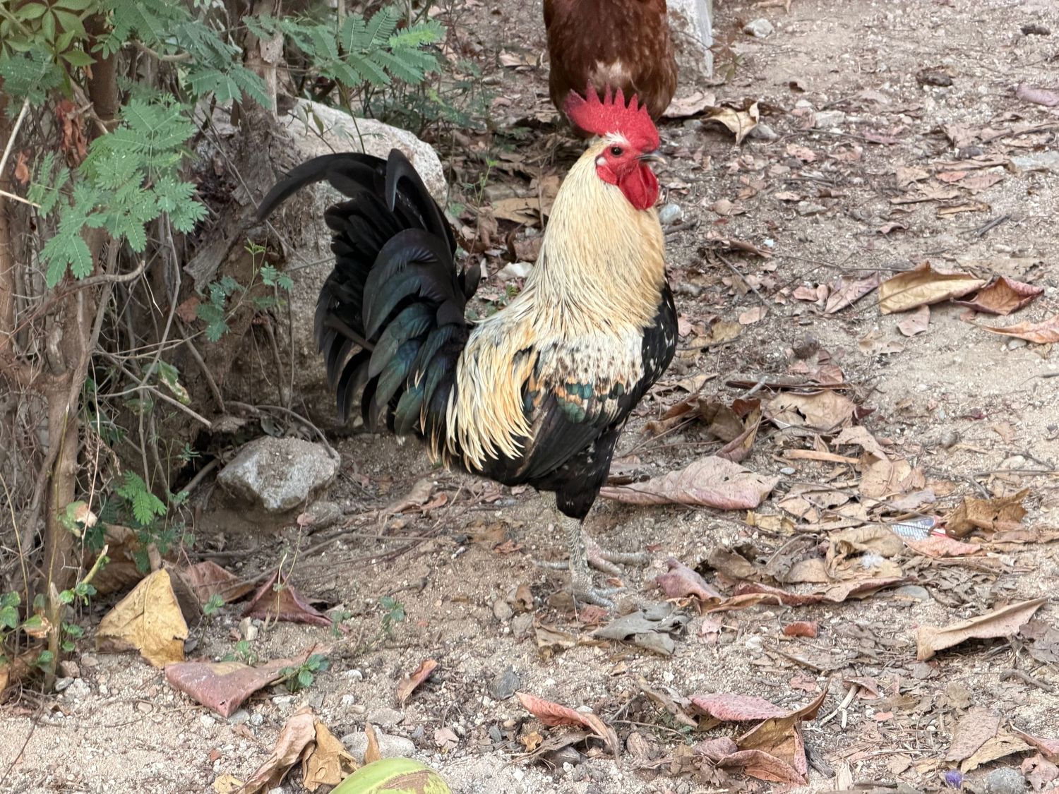 Mexican Cock