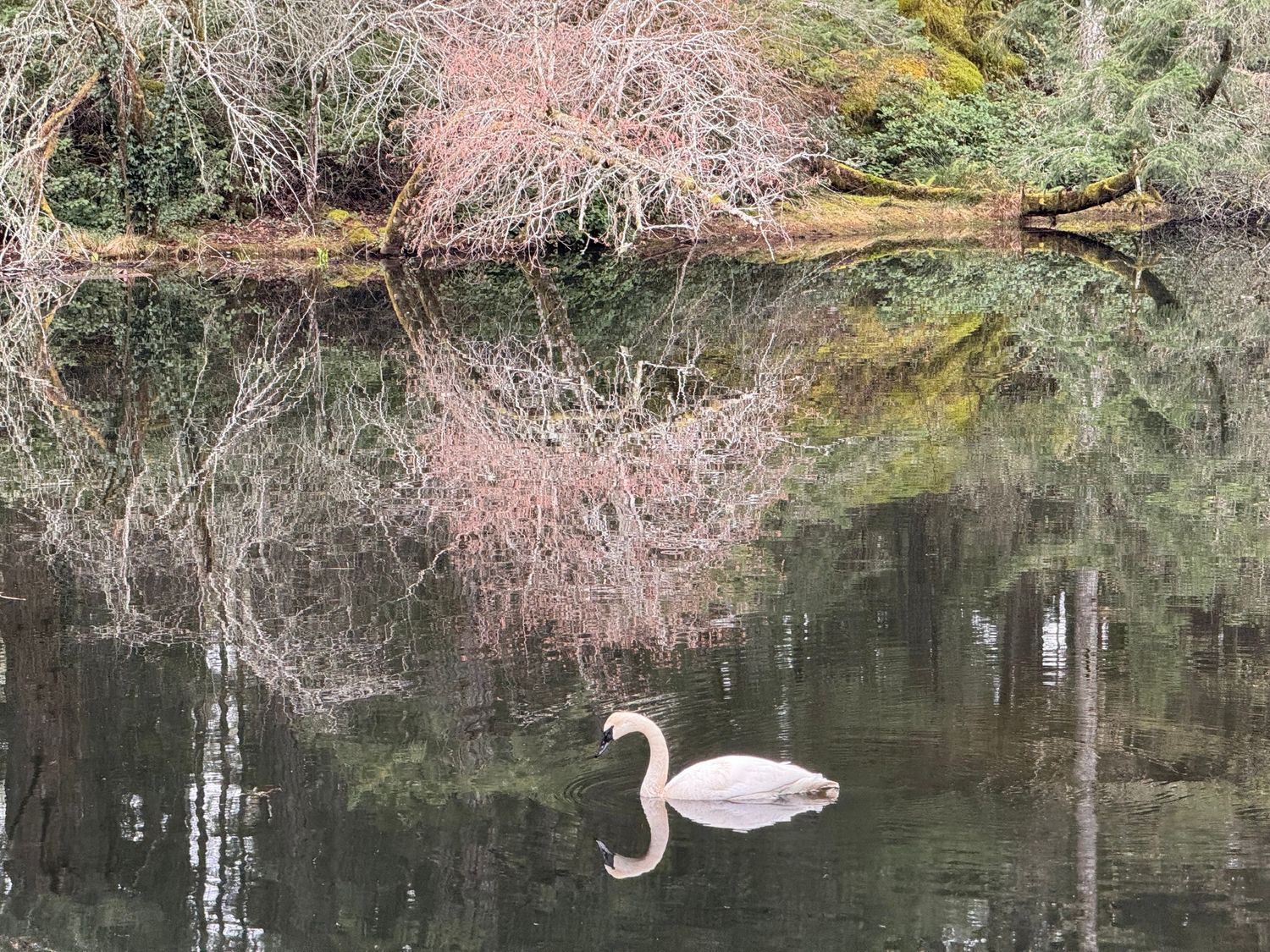 Refletions on a Swan