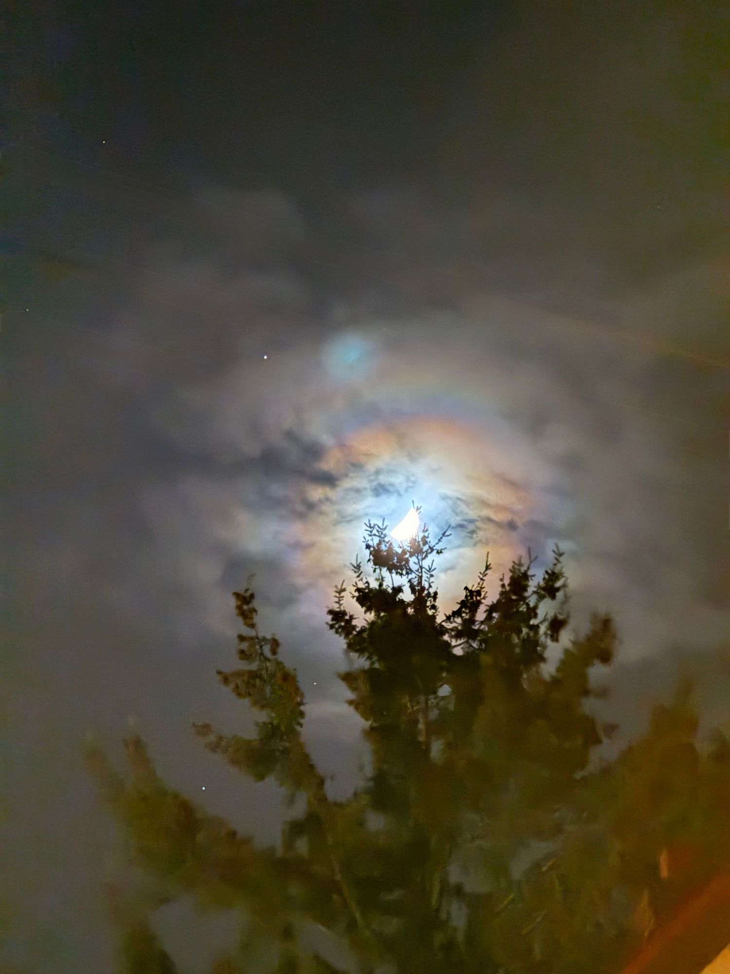 Moon hallow with tree