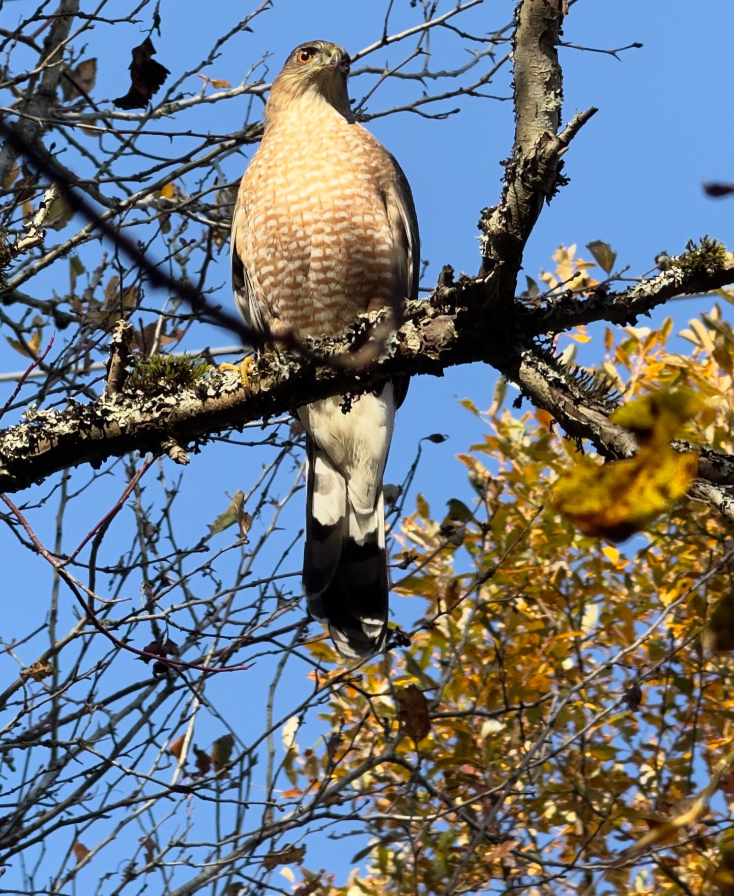 Hawk resting