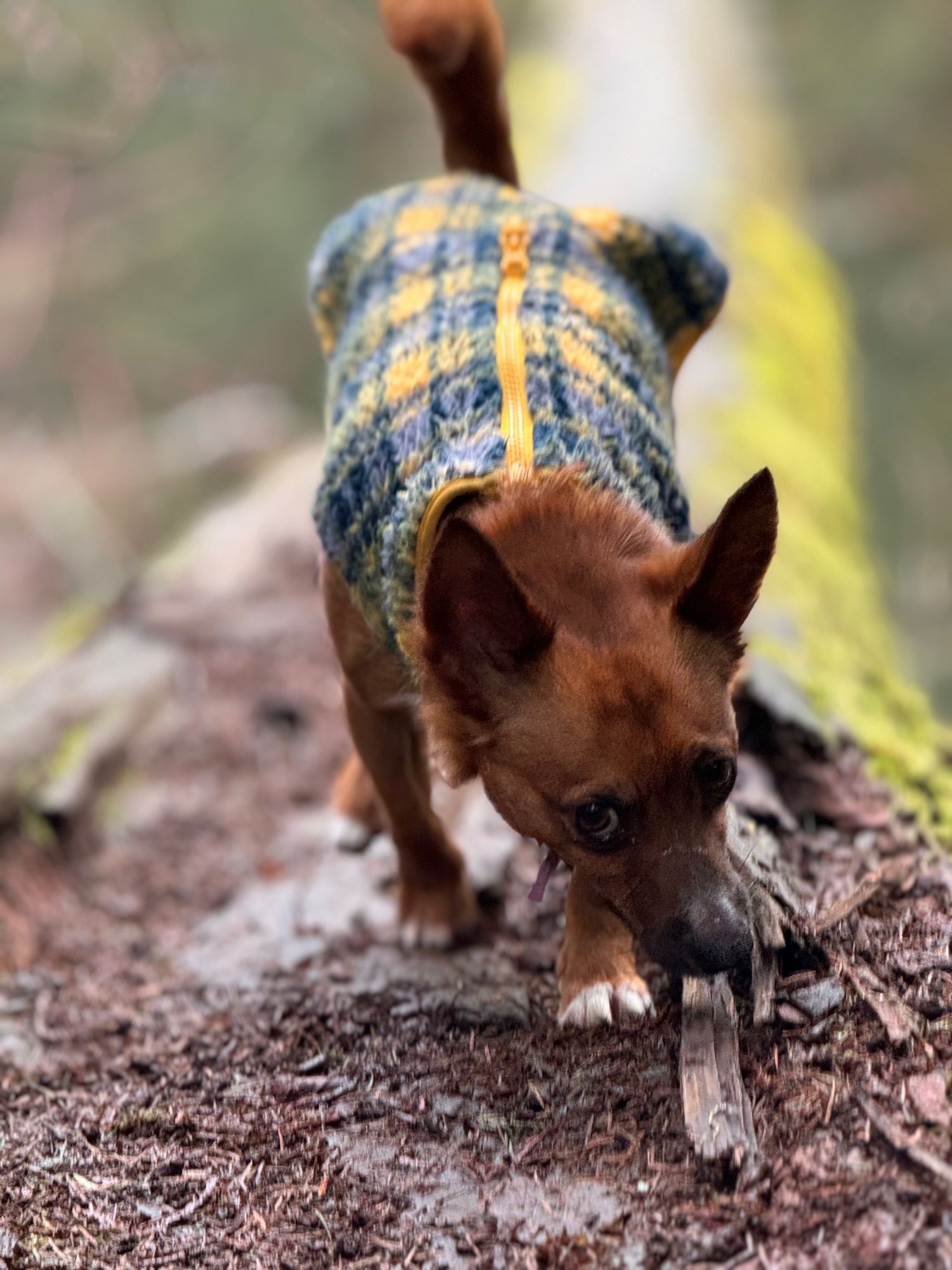 Dapper Dog