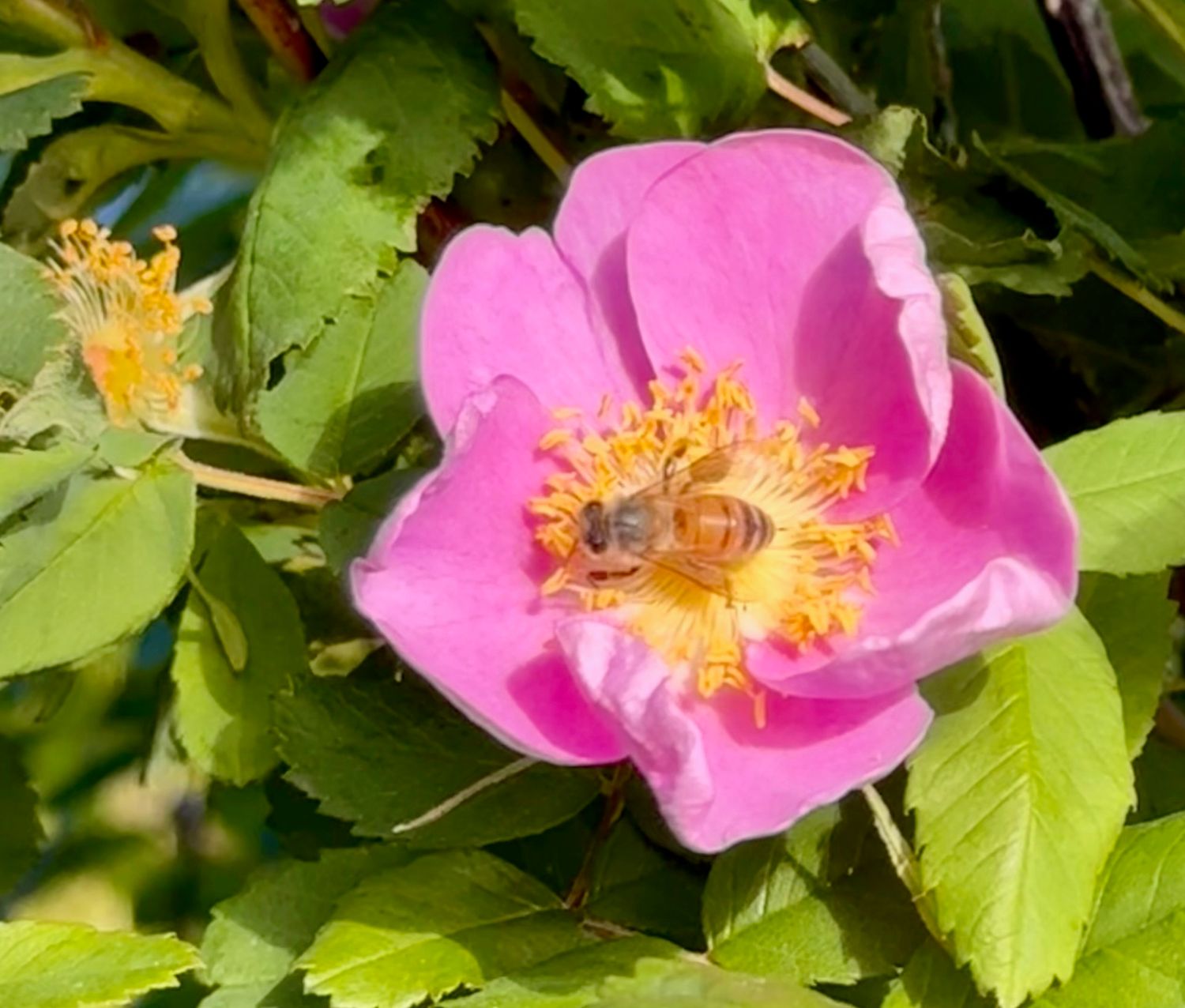 Working bee