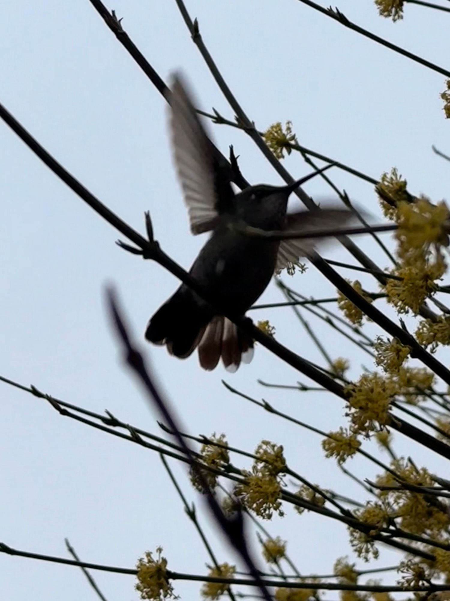 Humming brid taking off