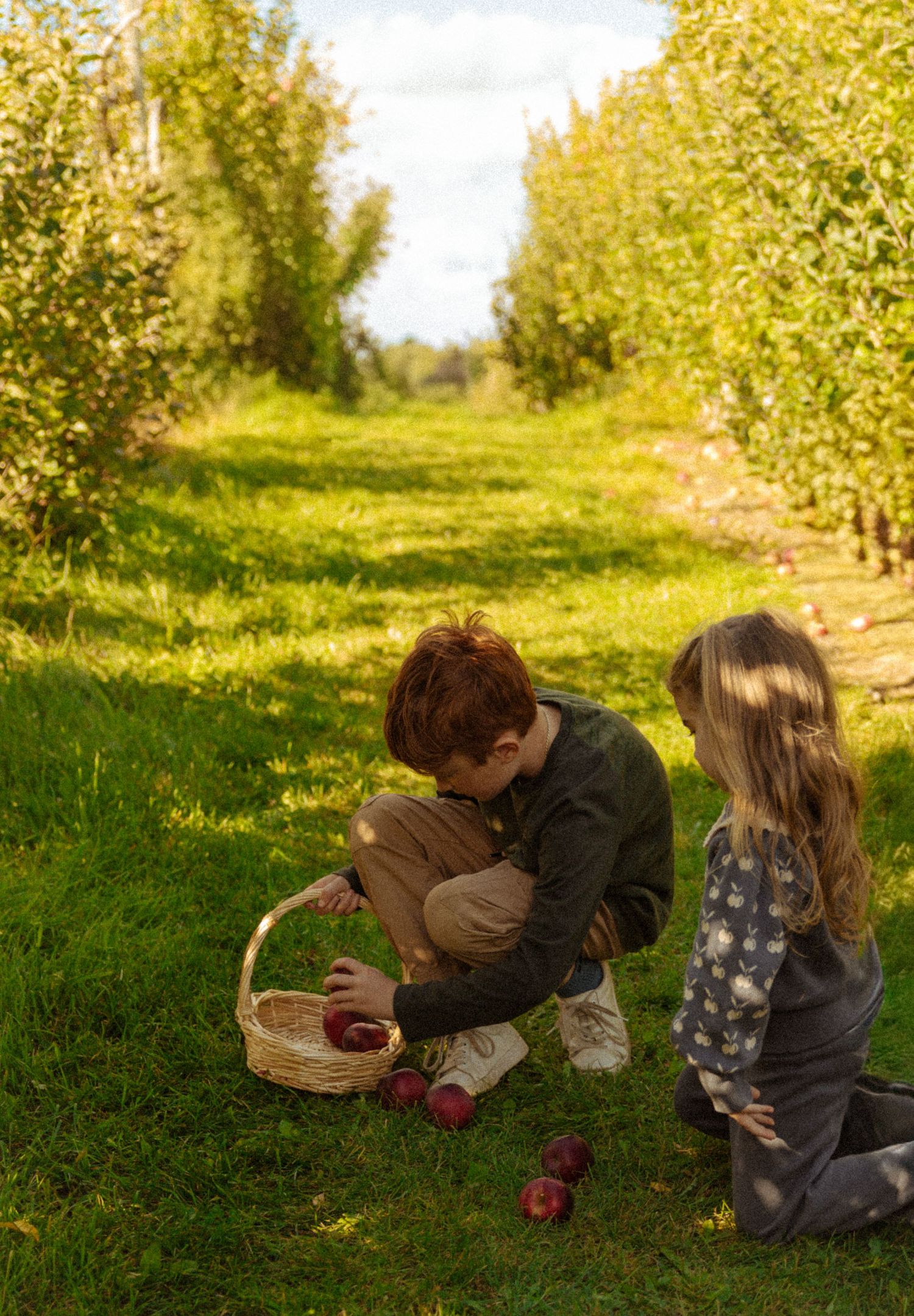 Two children picking apples into a wicker basket in a sunny orchard with green grass and tree rows.