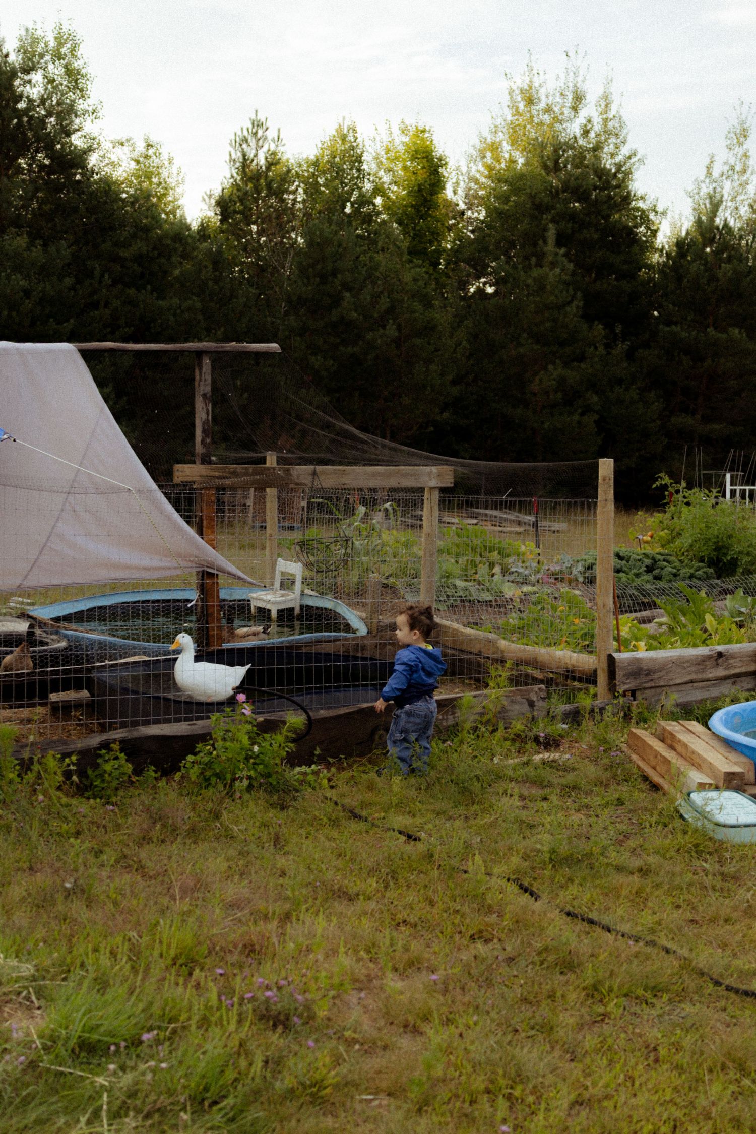A young child explores a rustic farm garden with raised beds, wire fencing, and a white duck near a canvas tent.