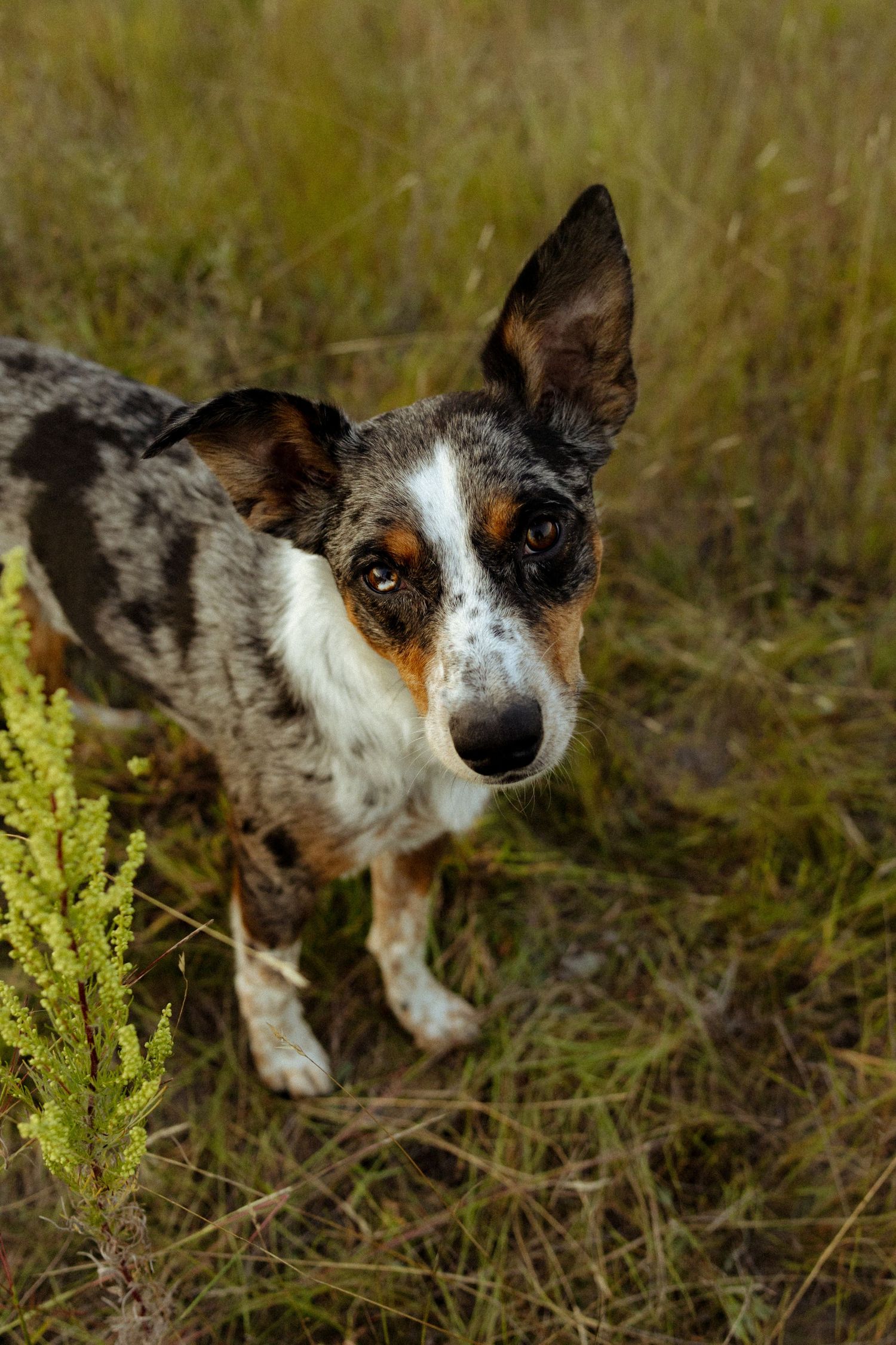 A merle Corgi mix dog with brown eyes stands alert in a grassy field, looking up at the camera.