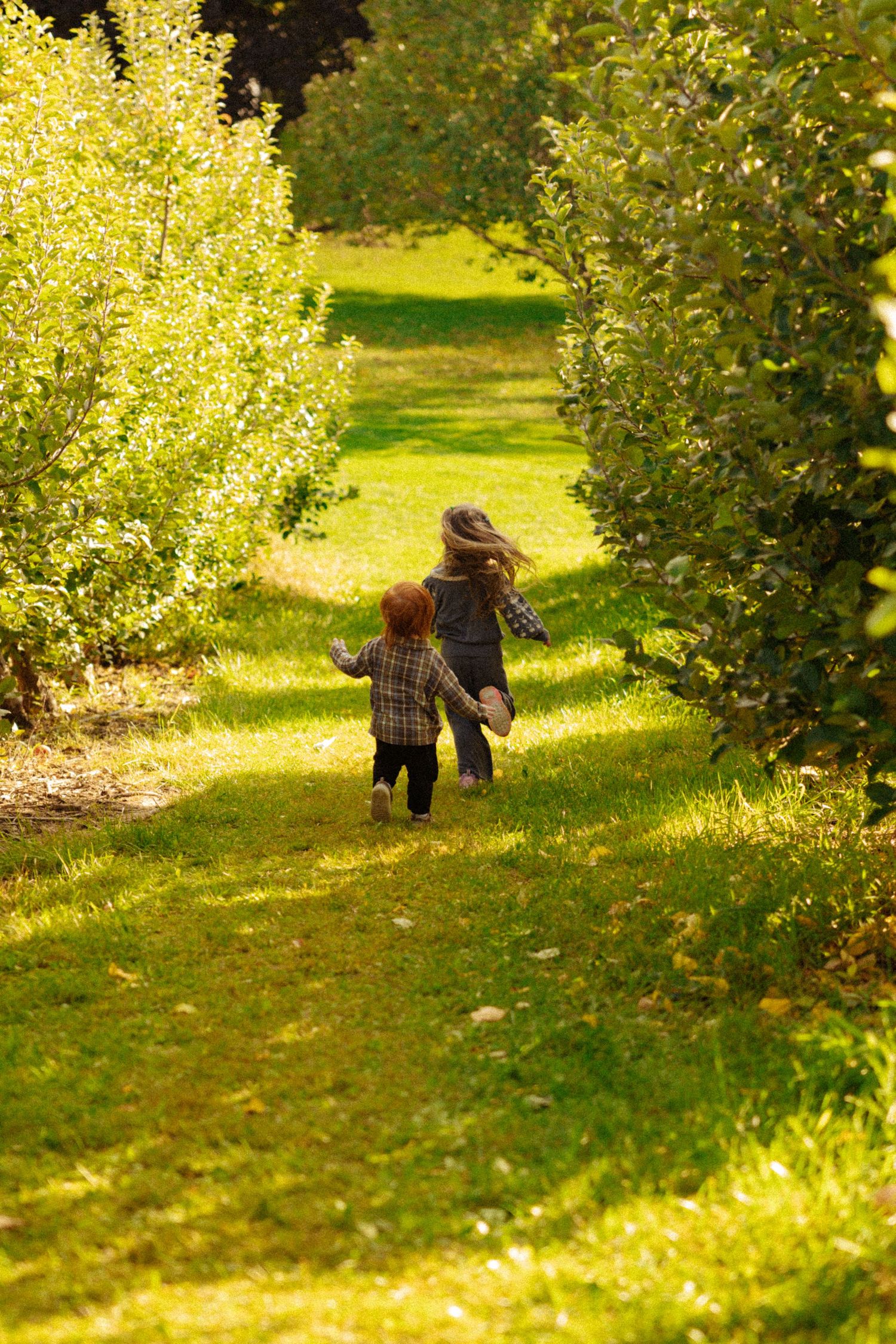 Two children running through a sunlit green orchard pathway surrounded by lush apple trees on a bright day.
