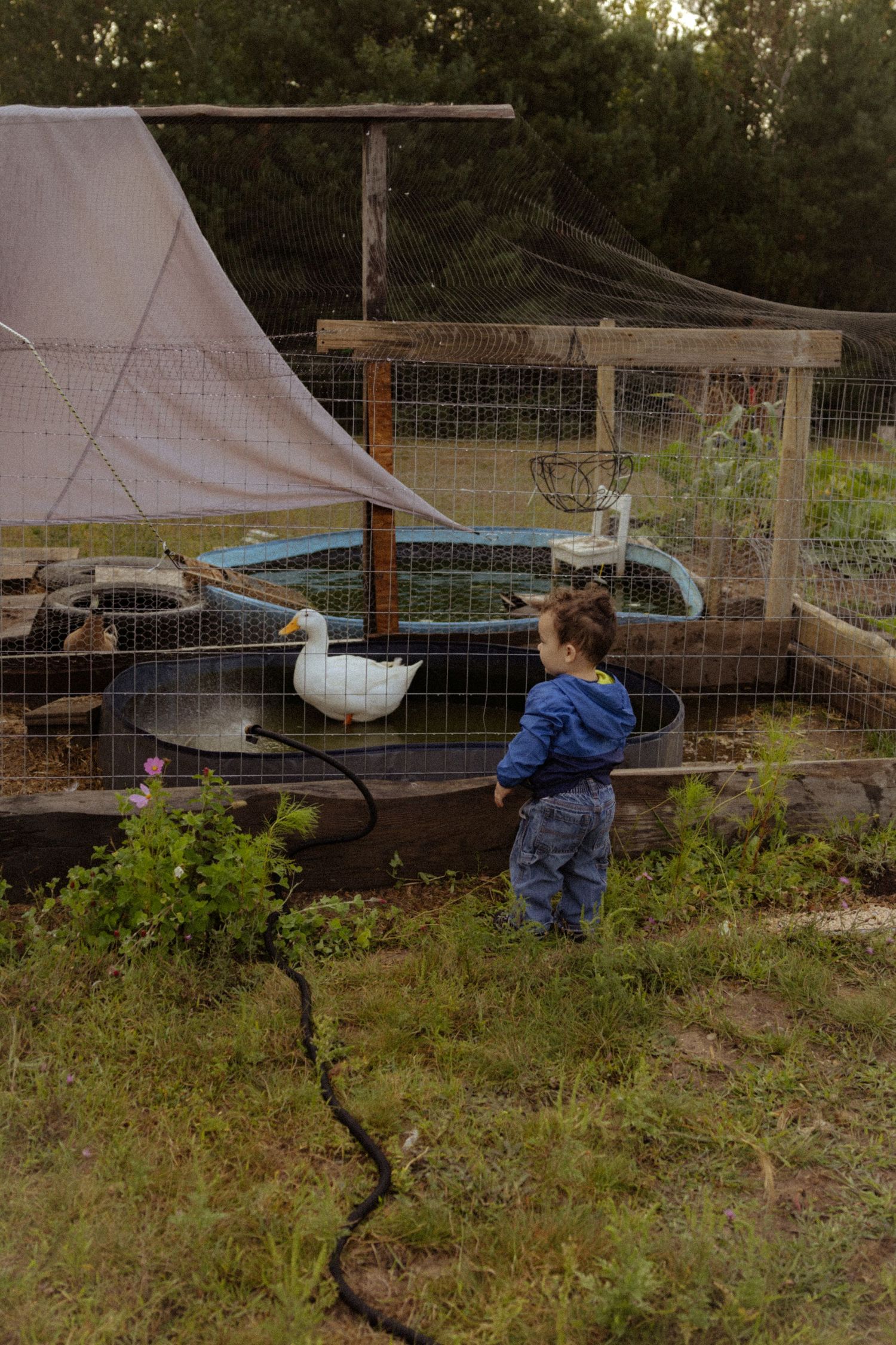 Young toddler in blue jacket observing a white duck in a rustic backyard enclosure with wire fencing and wooden frames.