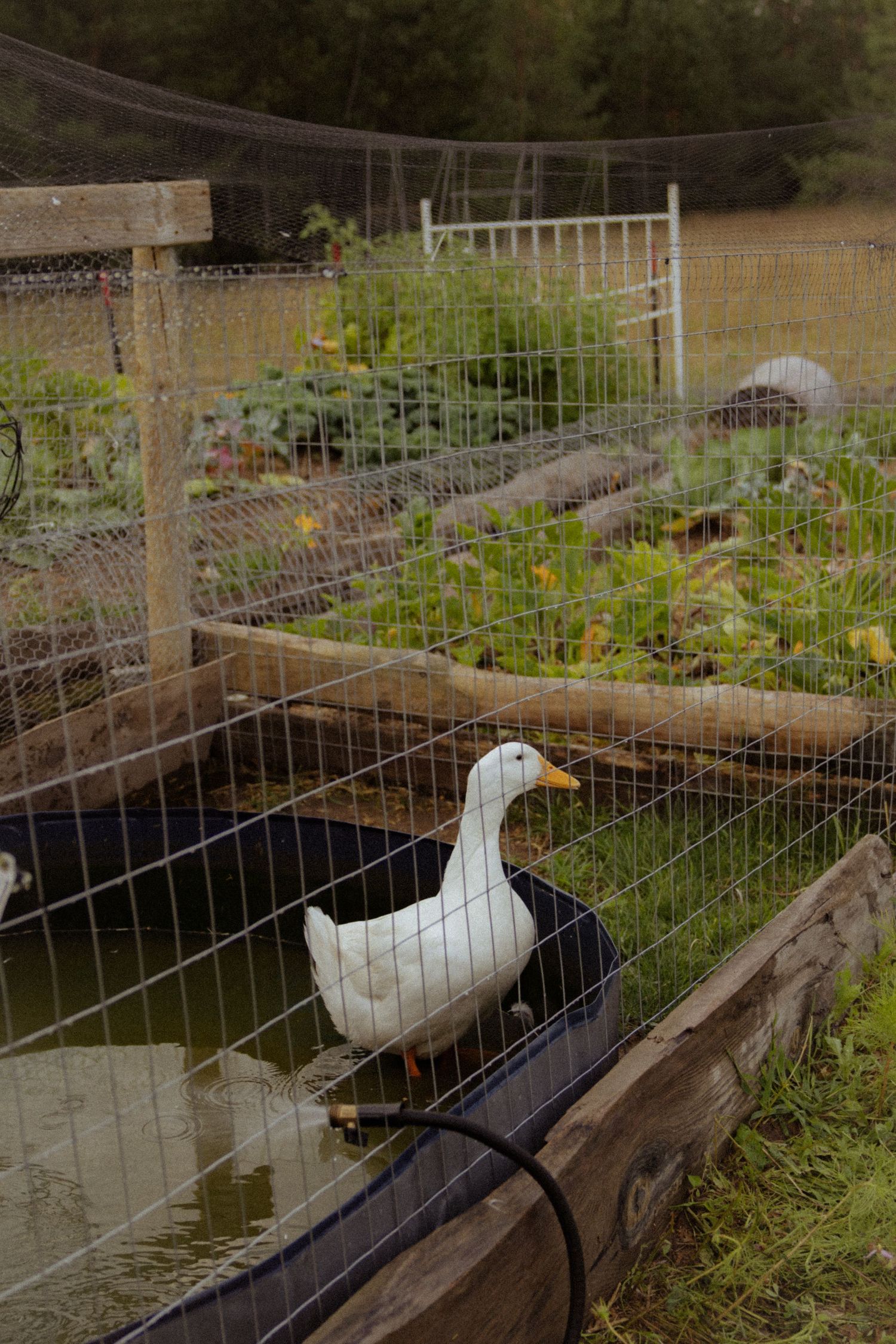 White duck standing in a wooden raised garden bed enclosure surrounded by lush vegetable gardens.