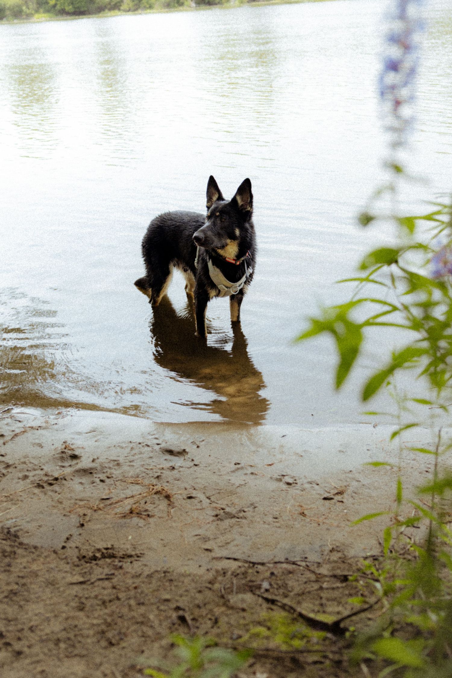 Black and tan German Shepherd dog standing in shallow river water near sandy shore with purple wildflowers in foreground.