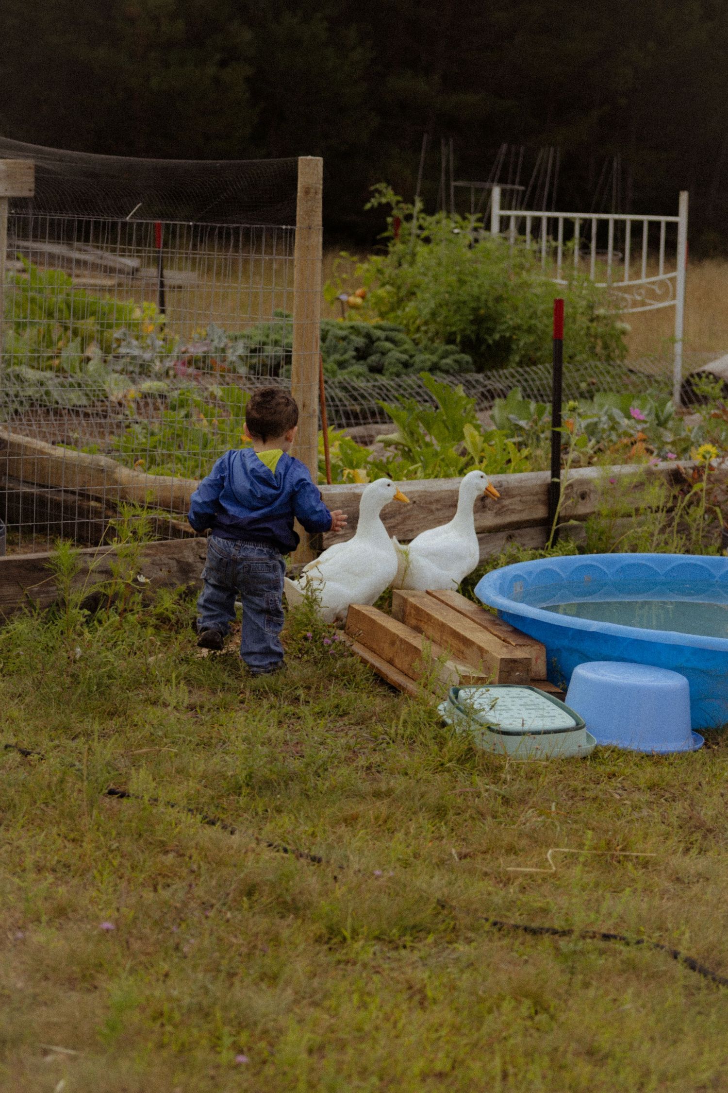 Young child in blue jacket walks alongside two white geese near a blue kiddie pool in a lush garden setting.