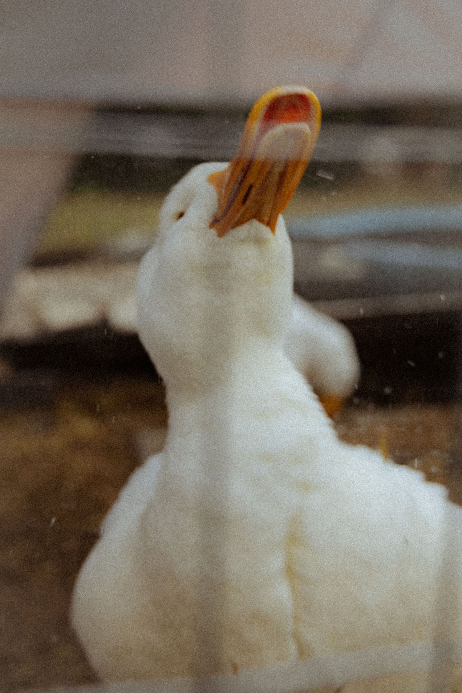 A white duck tilts its head back with an open orange beak, captured up close through a glass enclosure.