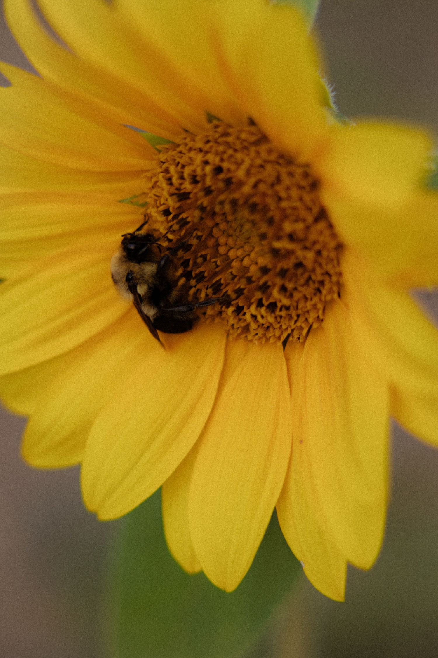 A bumblebee collecting pollen on a vibrant yellow sunflower in close-up macro photography.