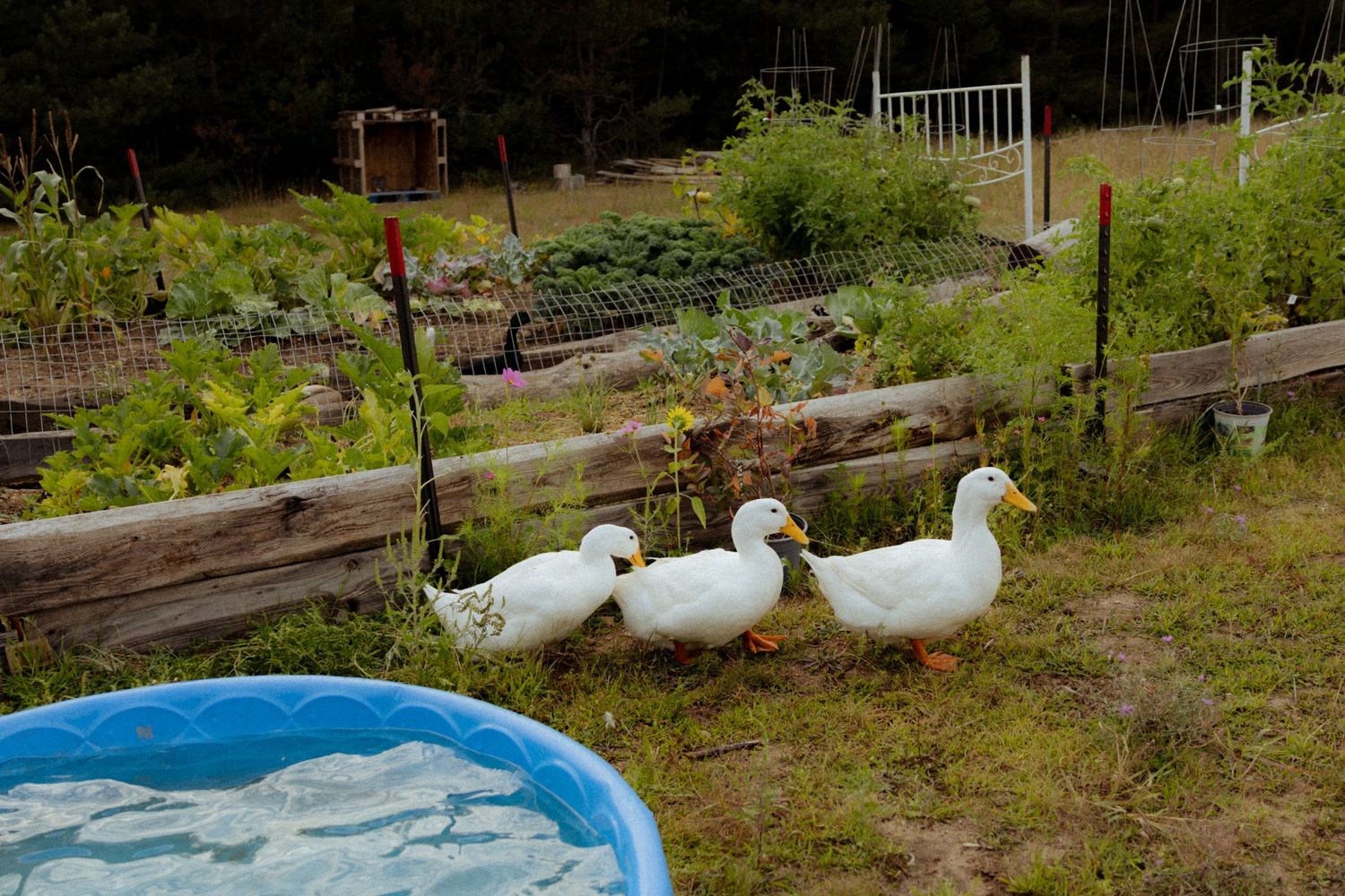 Three white ducks stand on grass beside a small blue kiddie pool near a wooden fenced garden.