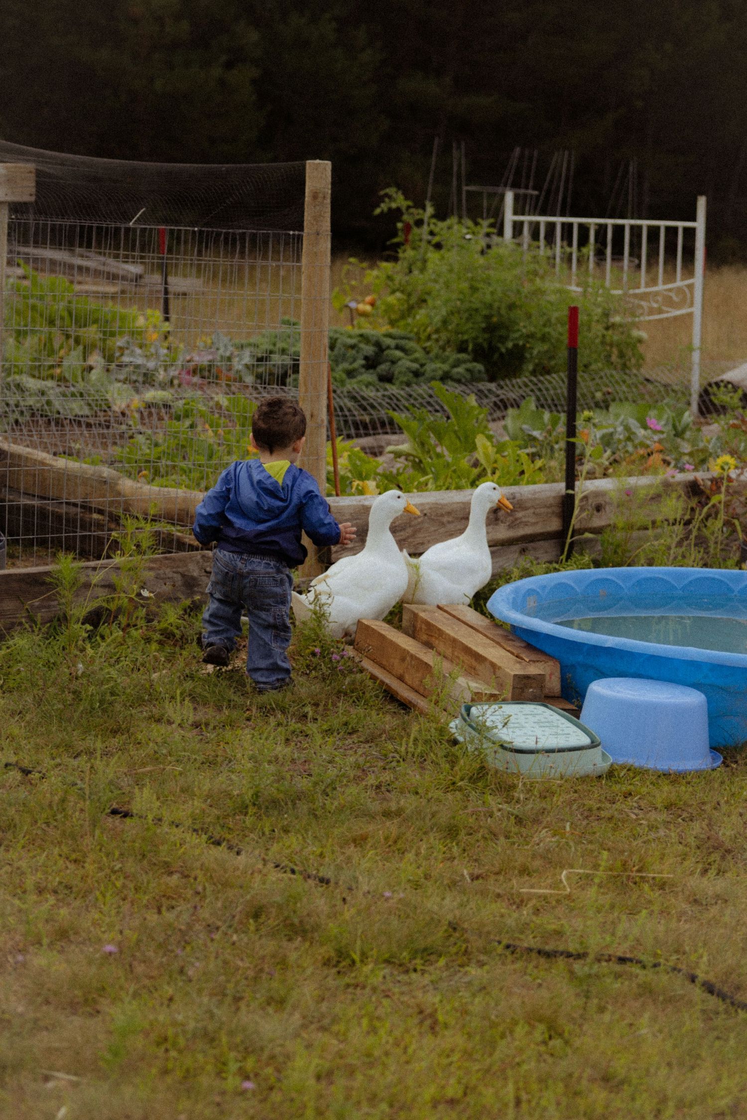 Young child in blue jacket walking with two white geese near a blue kiddie pool in a garden.