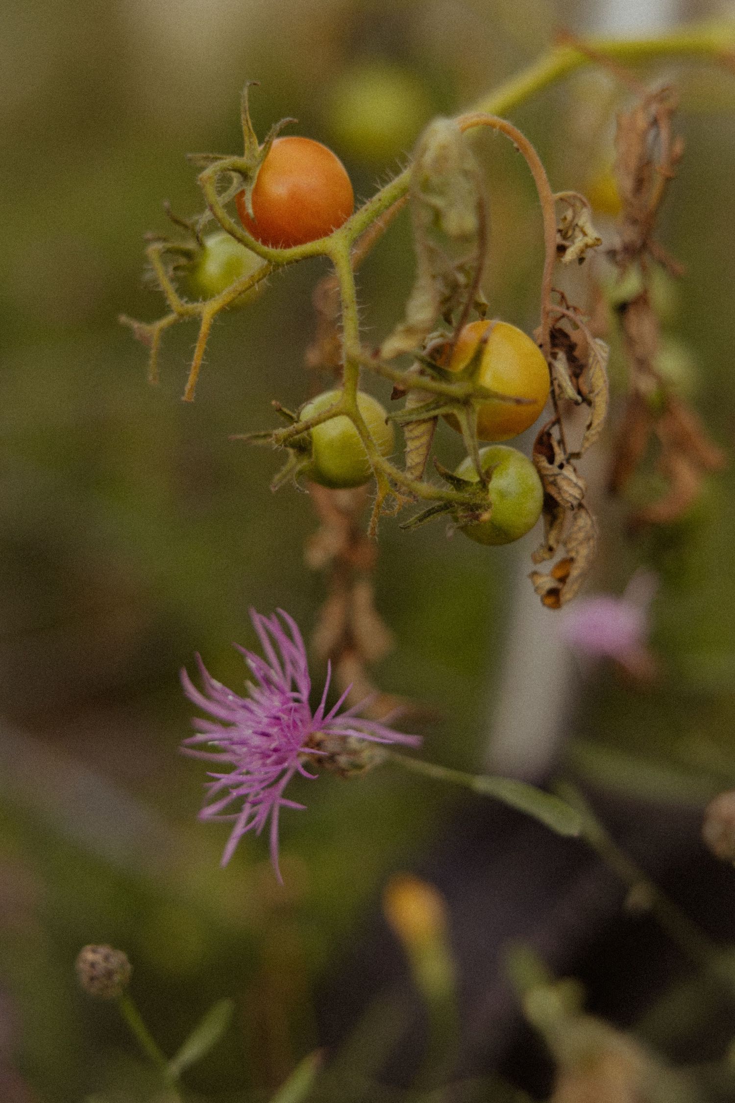 Cherry tomatoes in various stages of ripening on a vine with a vibrant pink wildflower in the foreground.