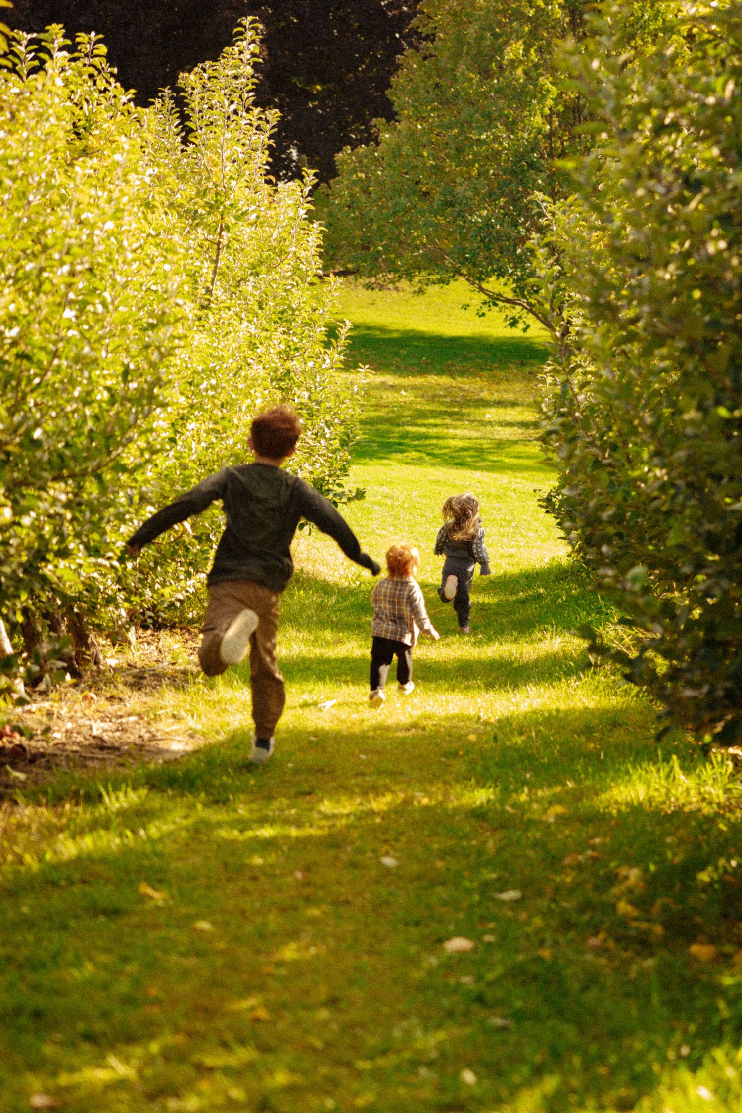 Three children running through sunny green apple orchard pathway on a bright autumn day.
