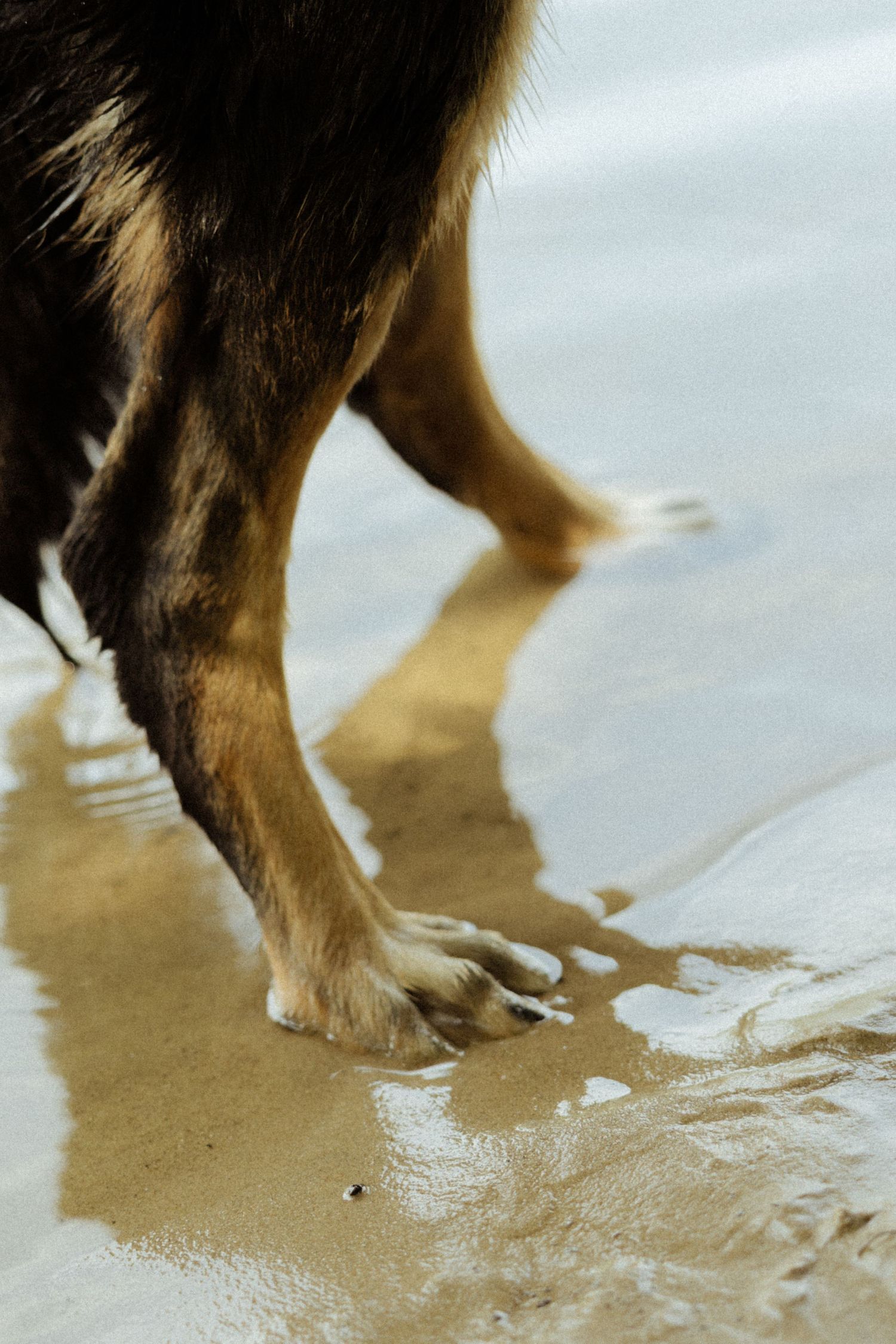 Close-up of a dog's paws standing in wet sandy beach with shallow water rippling around its legs.