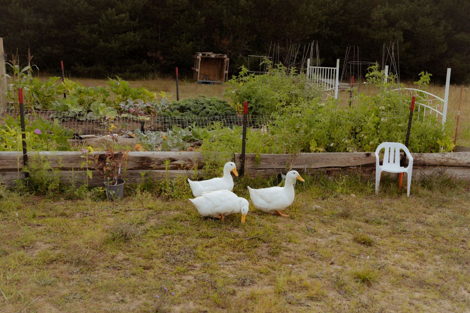 Two white geese roam a lush garden with raised beds, white chair, and wooden fence in a rural backyard setting.