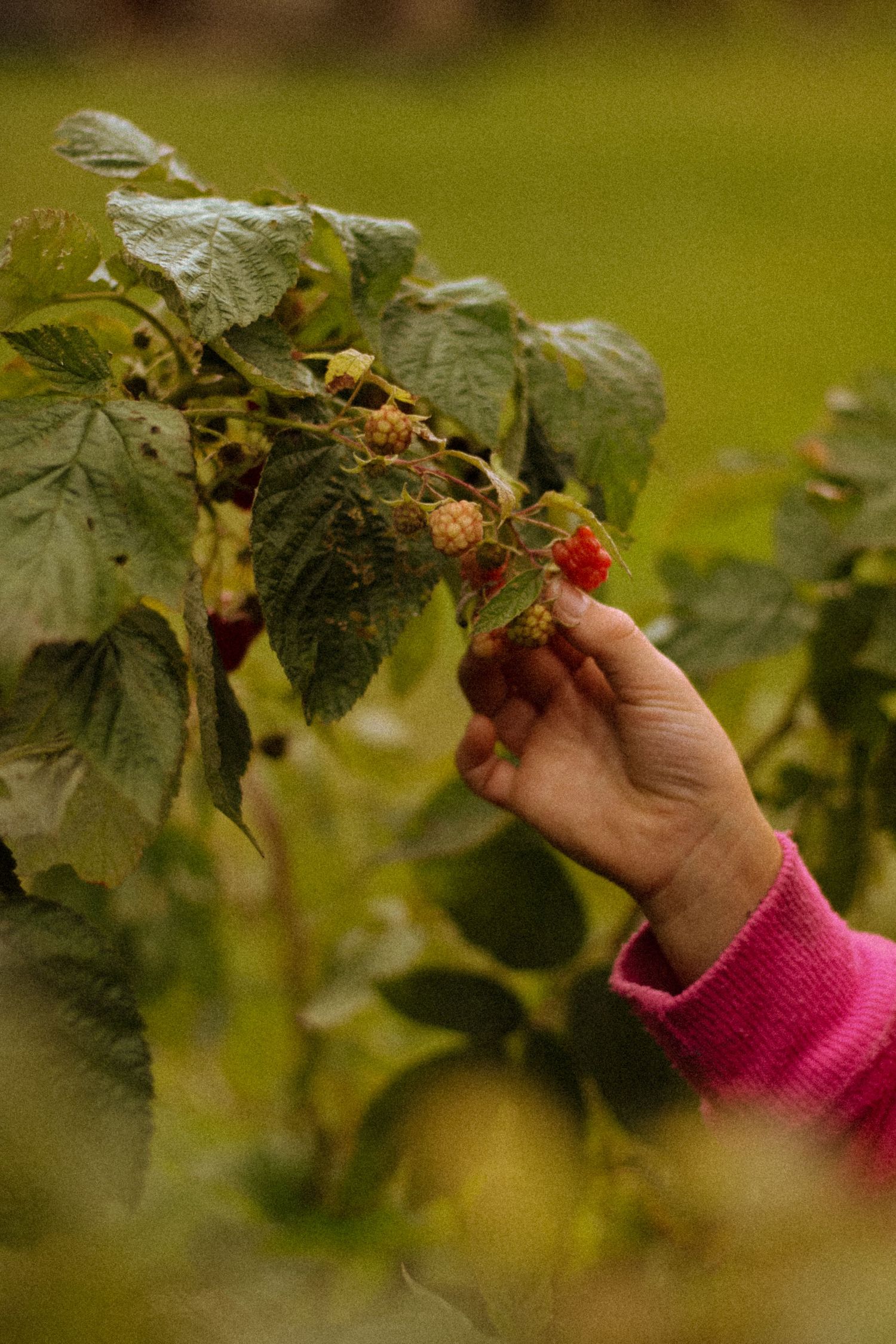 A child in a pink sweater picking fresh red raspberries from a lush green berry bush in a garden.
