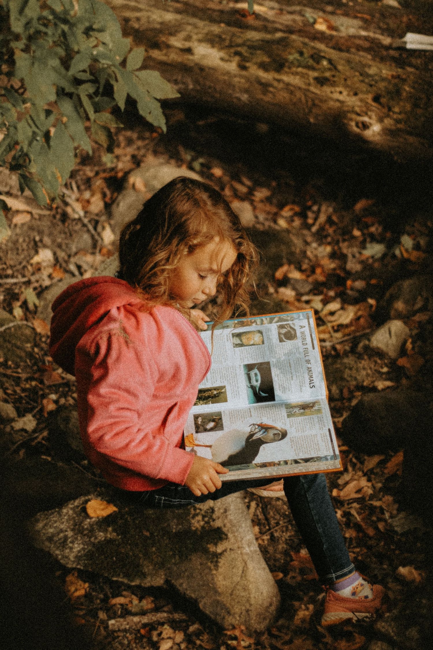 Young girl in pink hoodie sits on rocks in forest, reading an illustrated nature book among autumn leaves.
