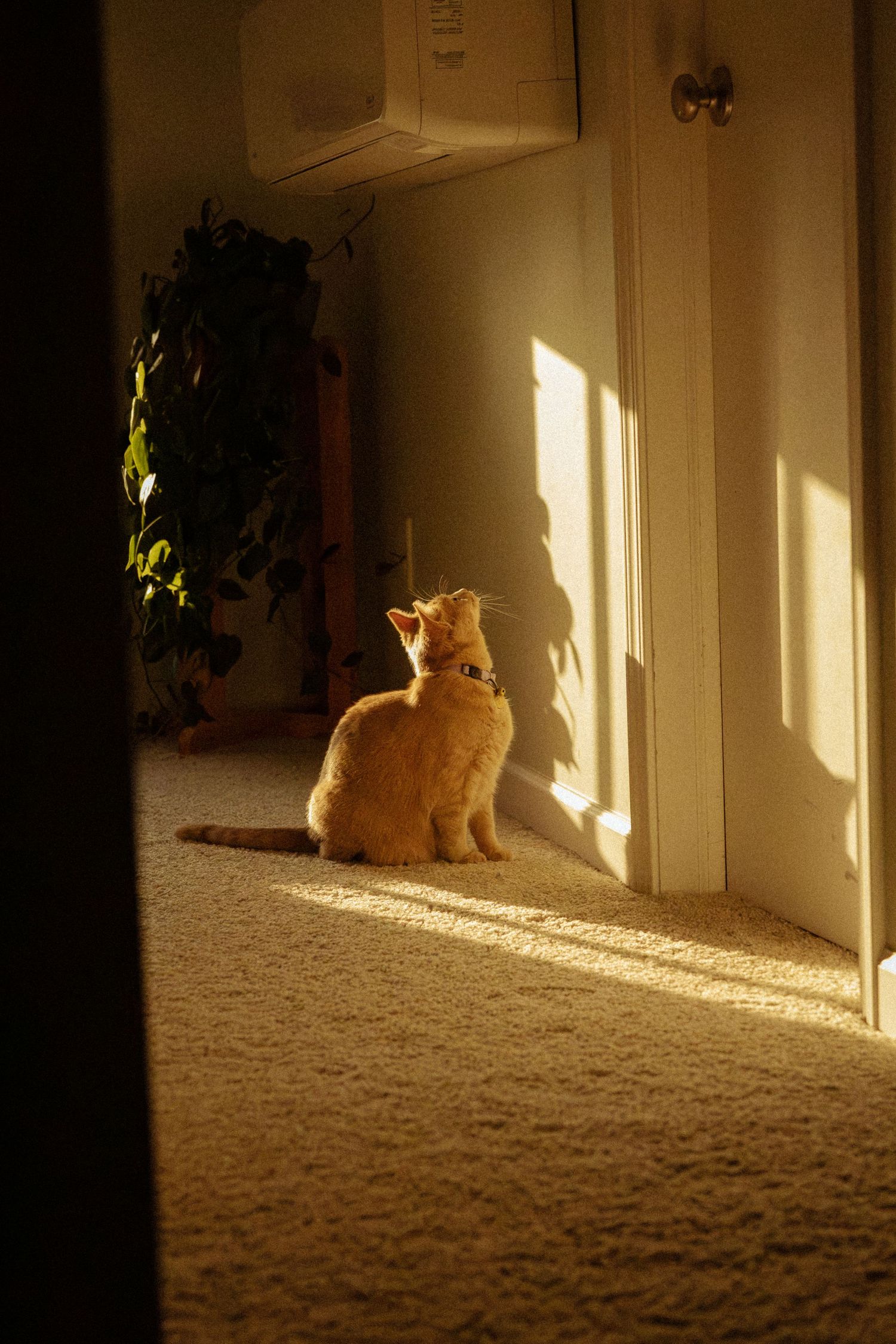 Orange tabby cat sitting on beige carpet, gazing up at a sunlit wall near a houseplant and wall-mounted air conditioner.