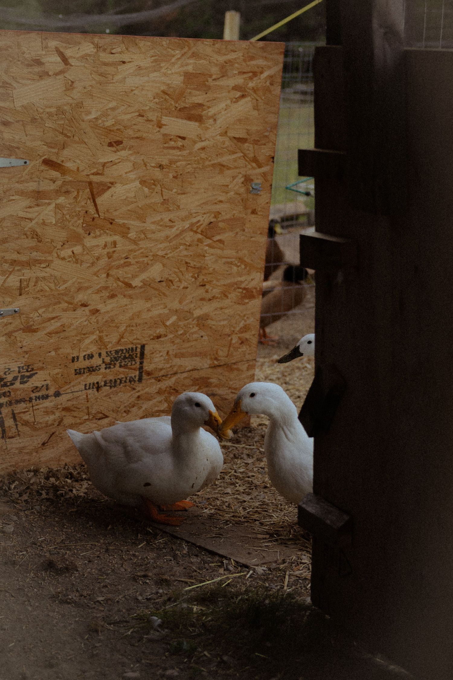 Two white Pekin ducks standing near a wooden plywood wall inside a farm enclosure with straw on the ground.