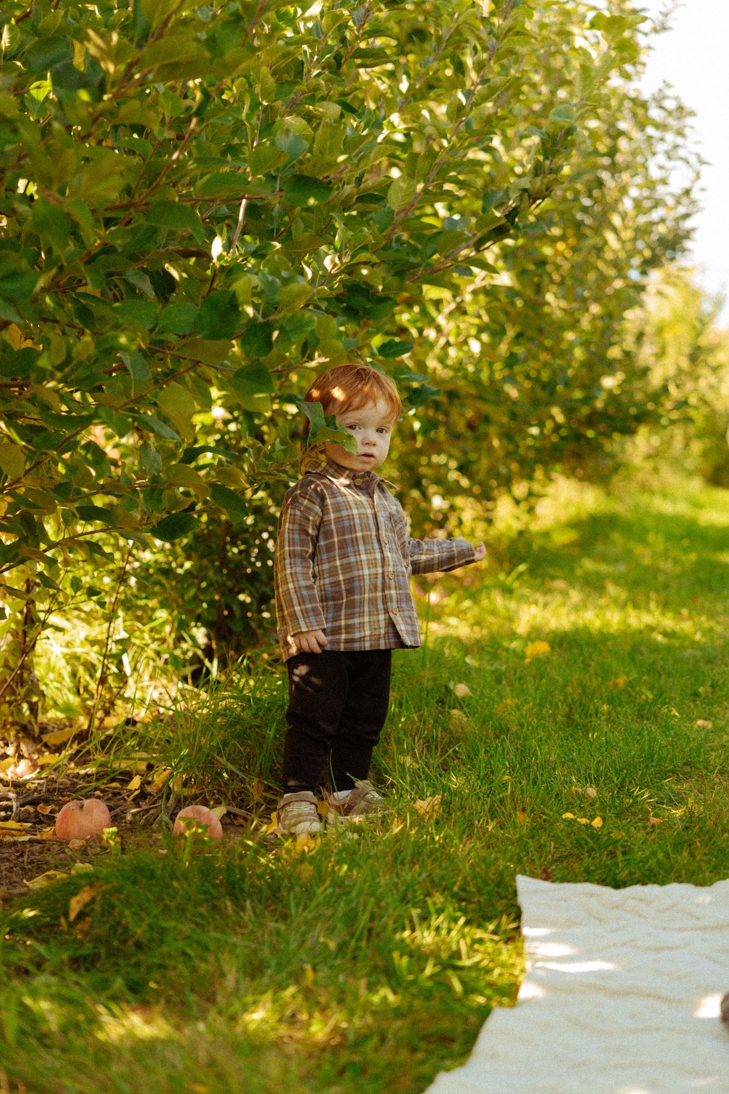 A red-haired toddler in a plaid shirt stands in a sunny apple orchard with green grass and apple trees.