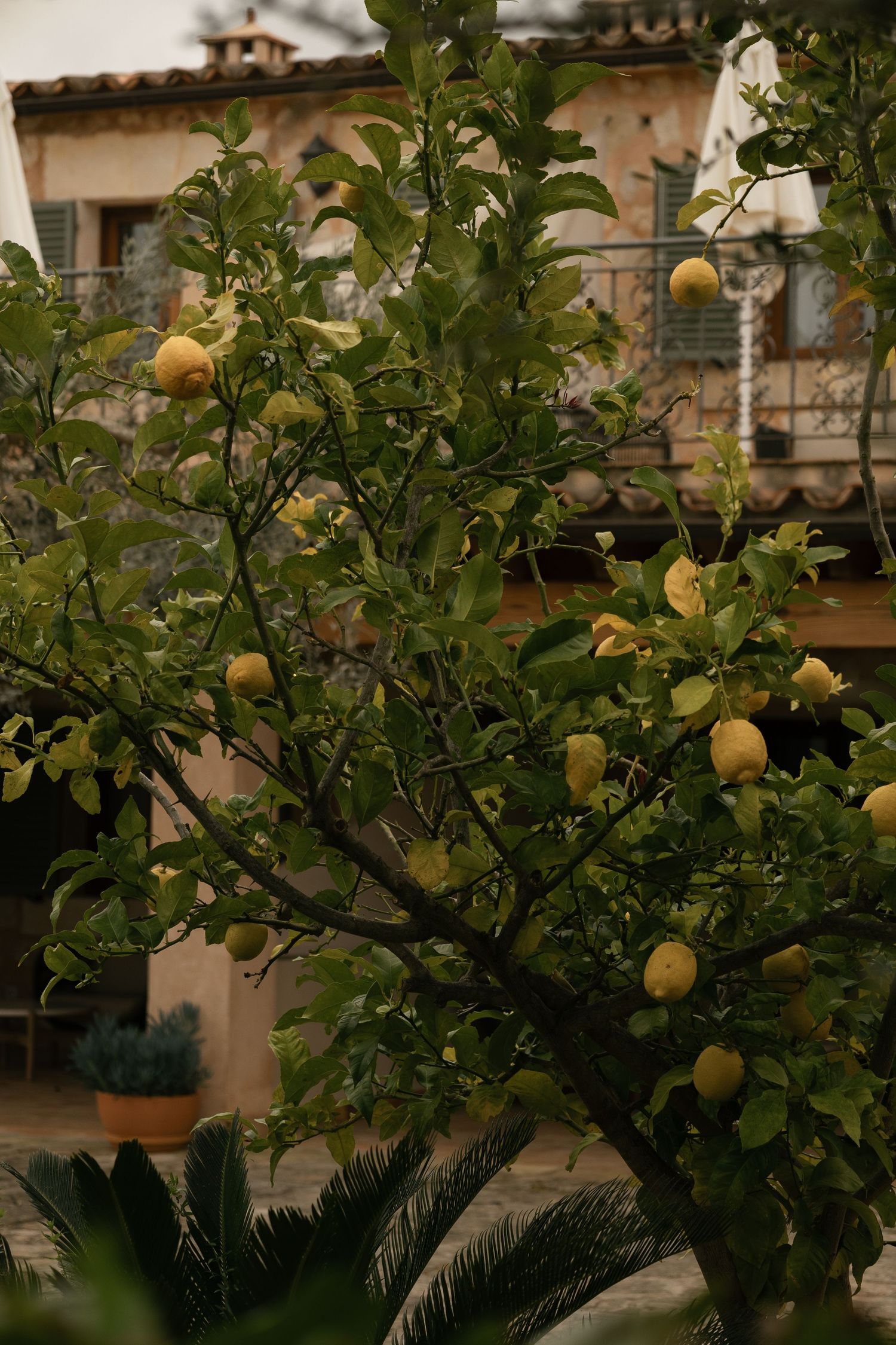 Lemon tree with ripe yellow fruit growing in front of a rustic stone Mediterranean villa.