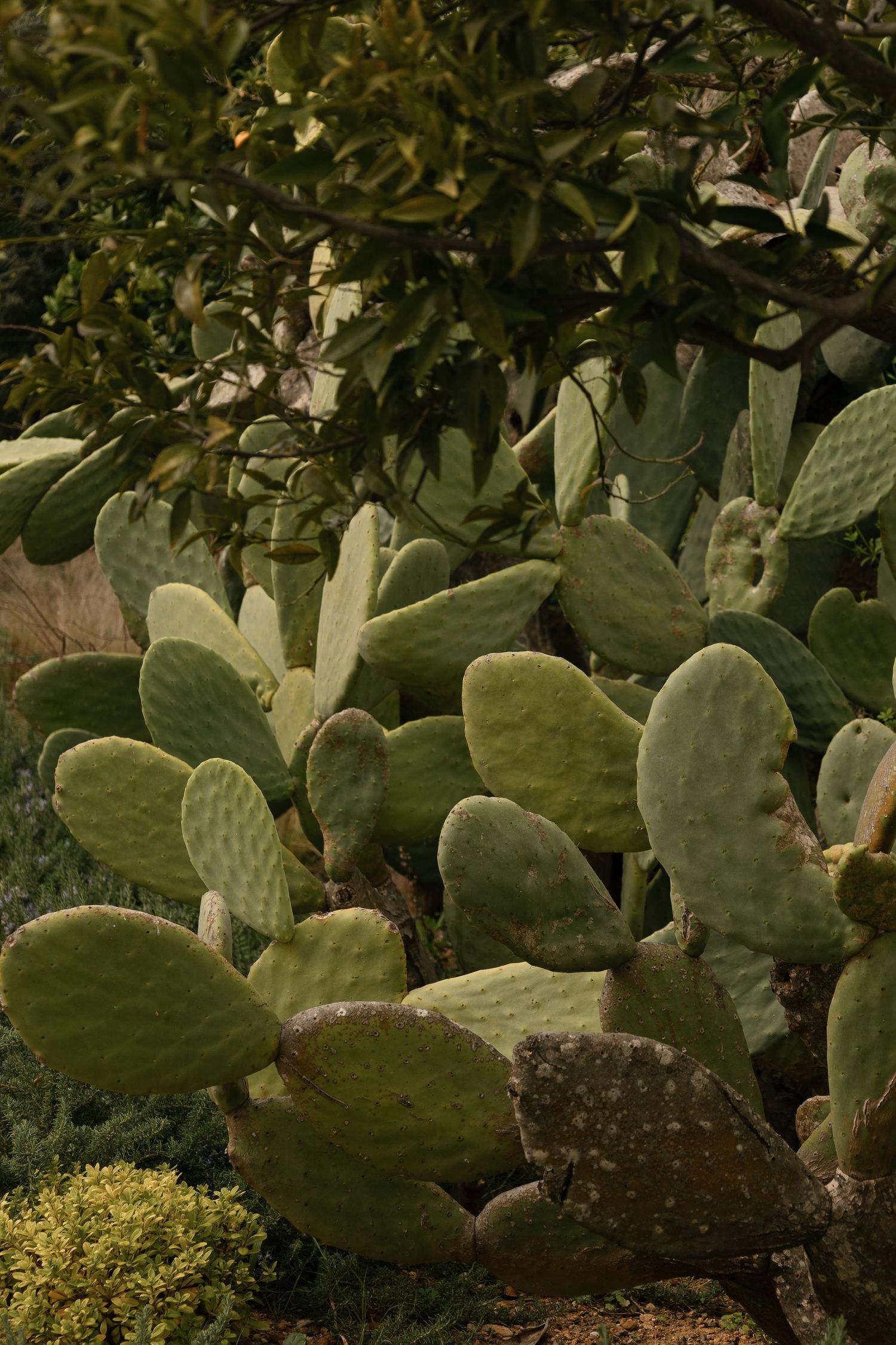 Dense prickly pear cactus with flat green pads growing beneath a leafy tree in a garden.