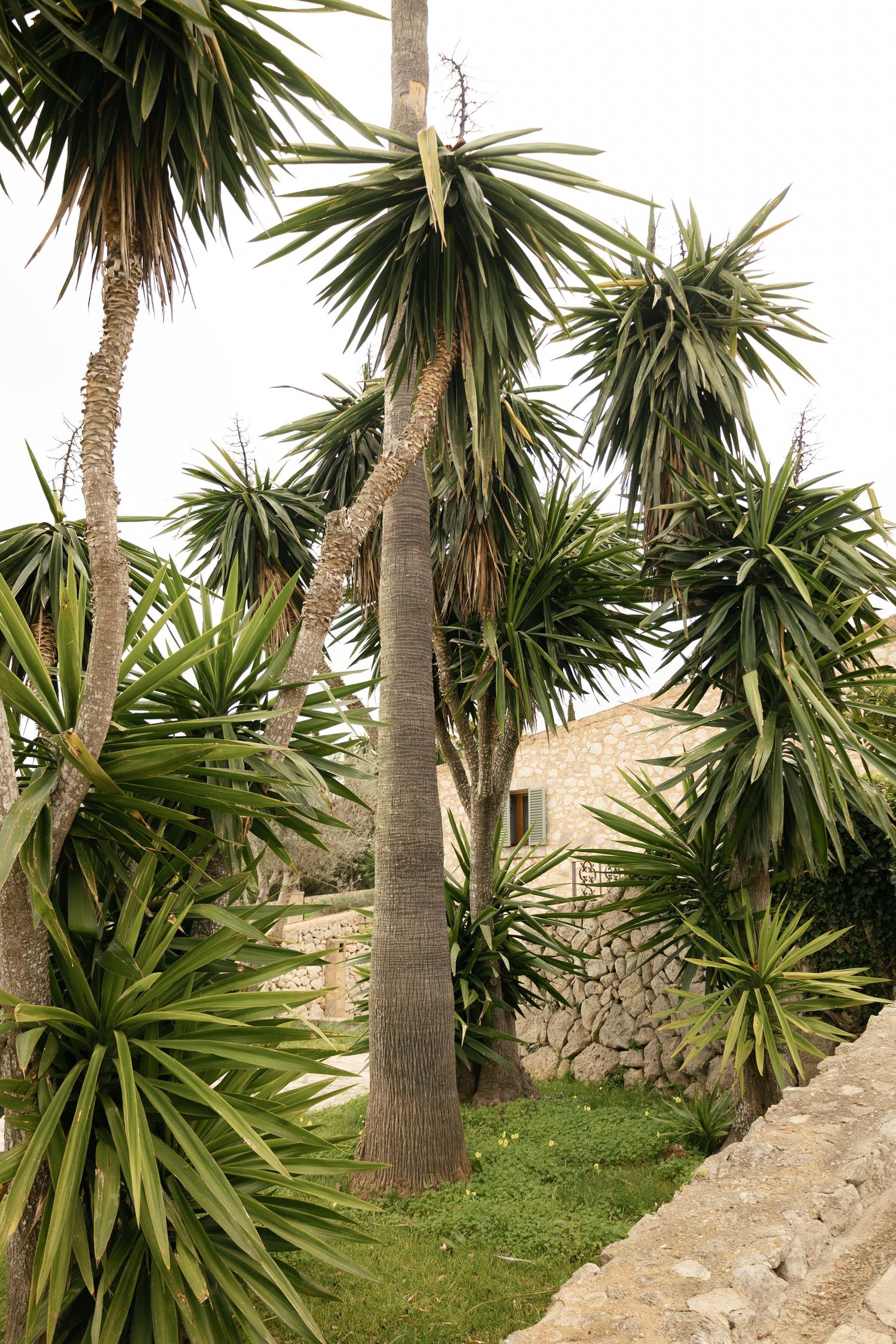 Tall yucca and palm trees surrounding a rustic stone building with green shuttered windows.