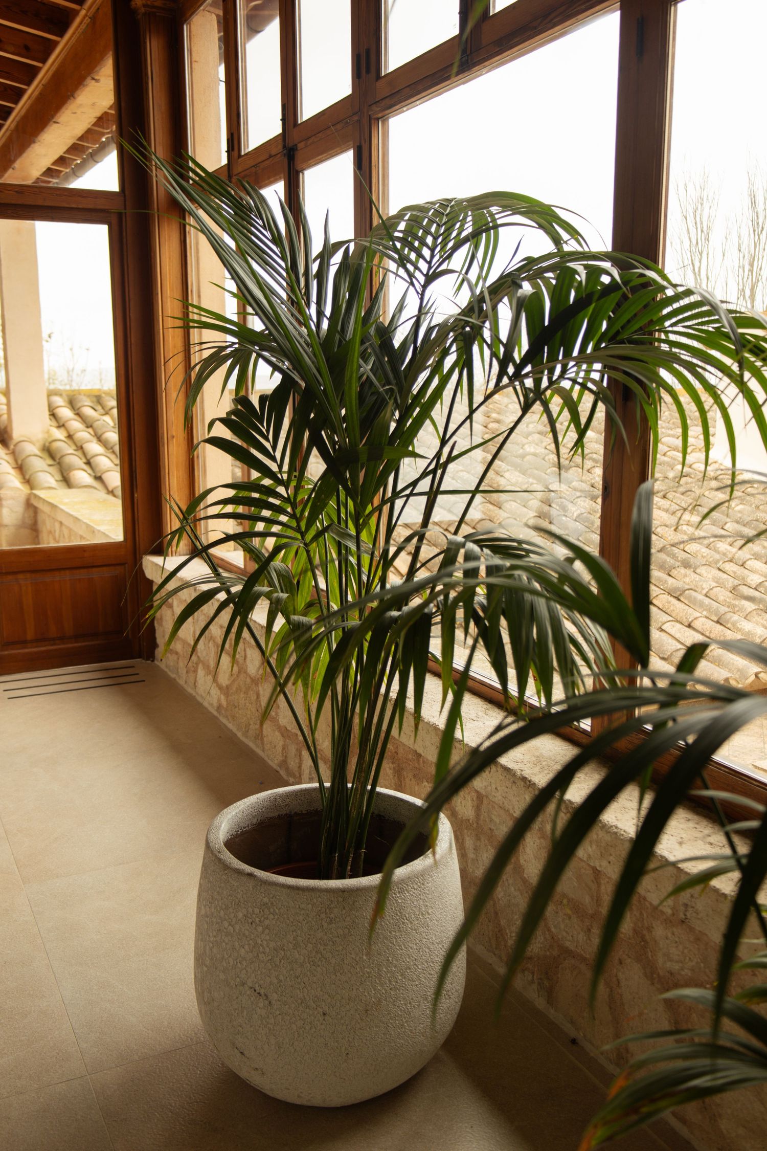 Tropical kentia palm in a white textured pot beside large wooden framed windows in a sunlit room.