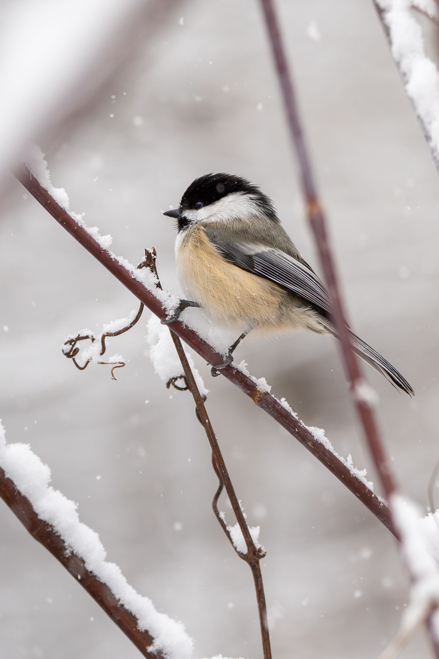 Chickadee bird perched on a snow-covered branch in winter.